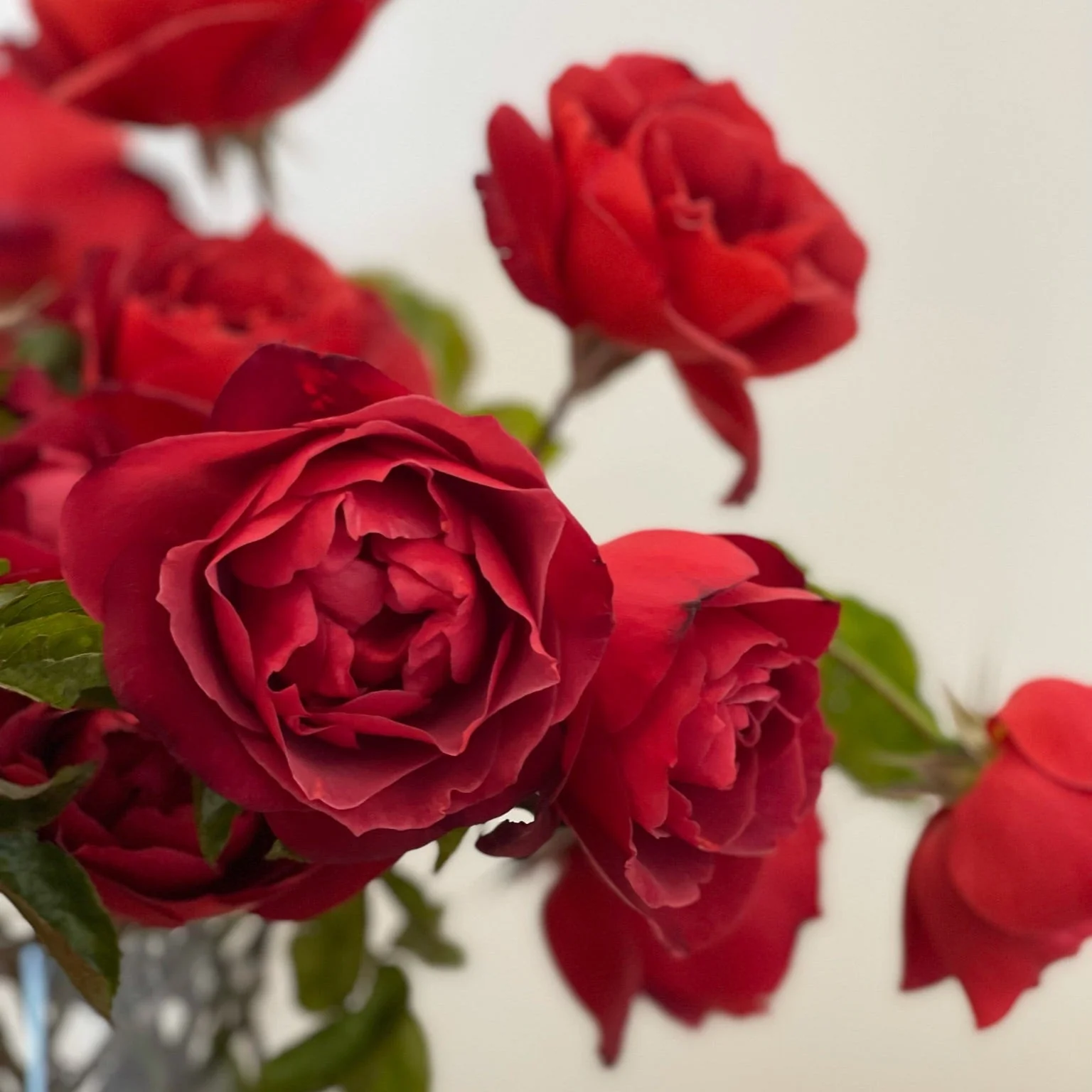 Hot Cocoa™ Potted Rose Bush - Image 4