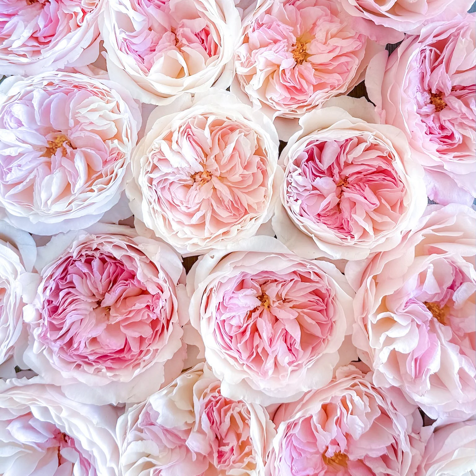 David Austin® Keira™ Bouquet - Image 6