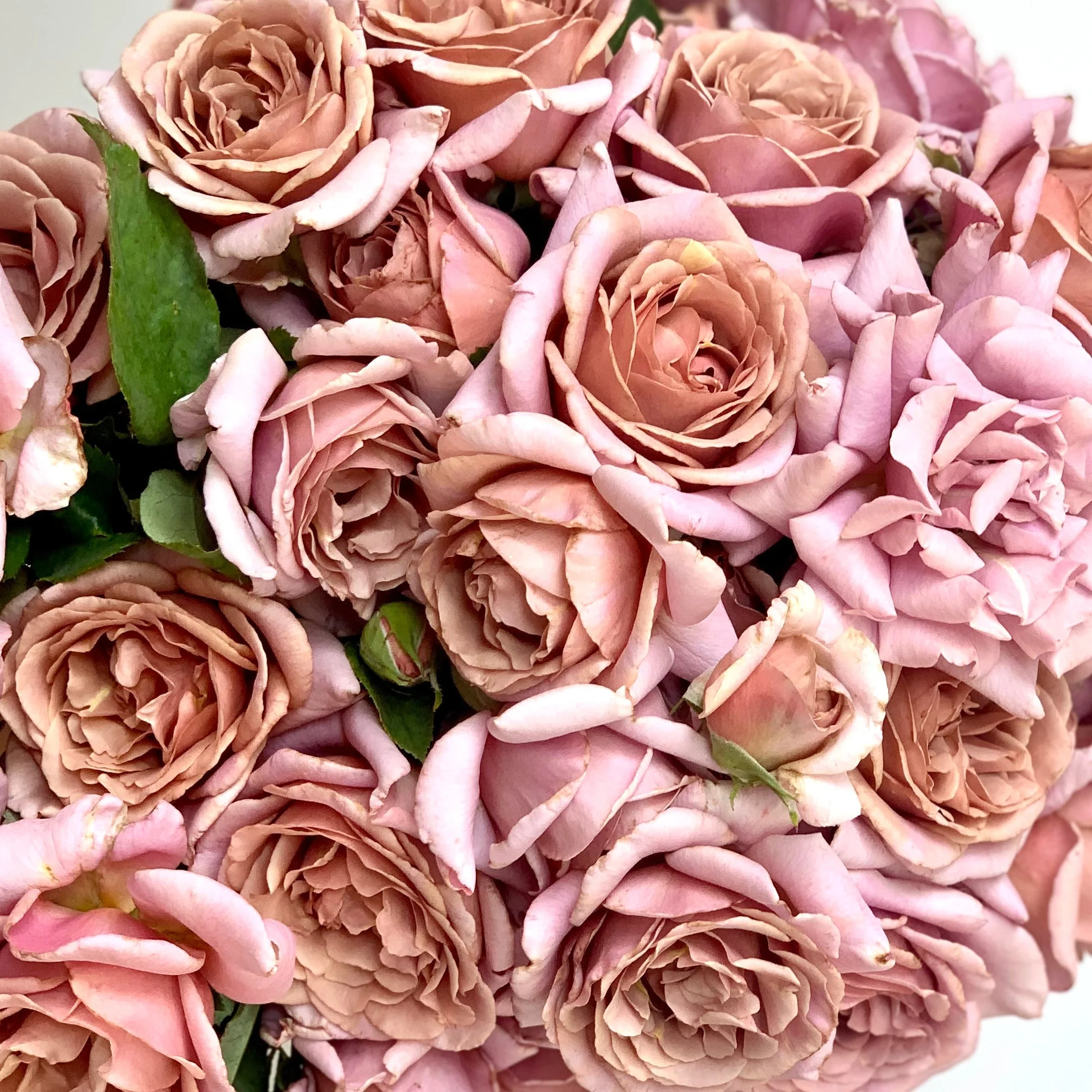 KoKo Loko™ Potted Tree Rose - Image 6