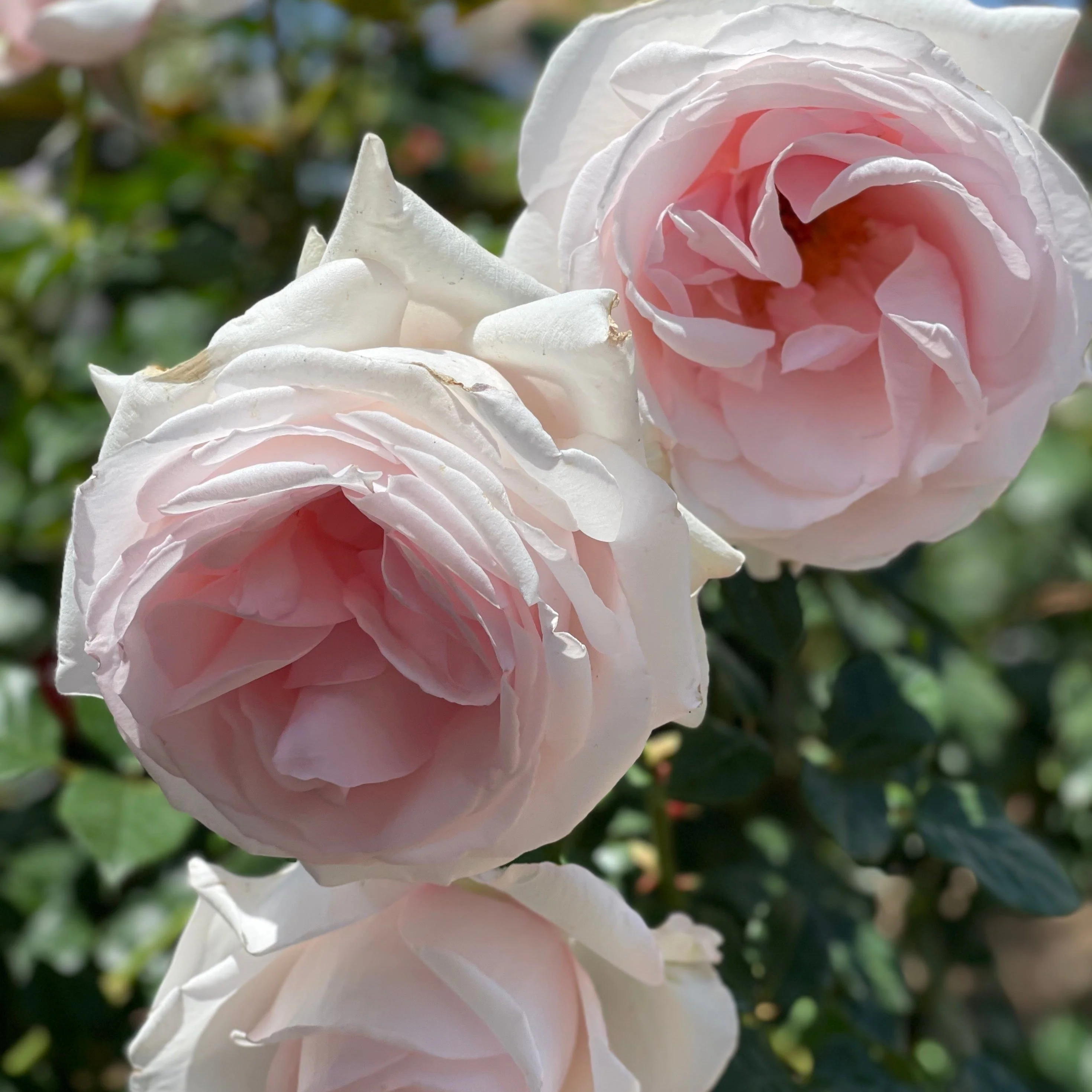 Meredith™ Potted Rose Bush - Image 3