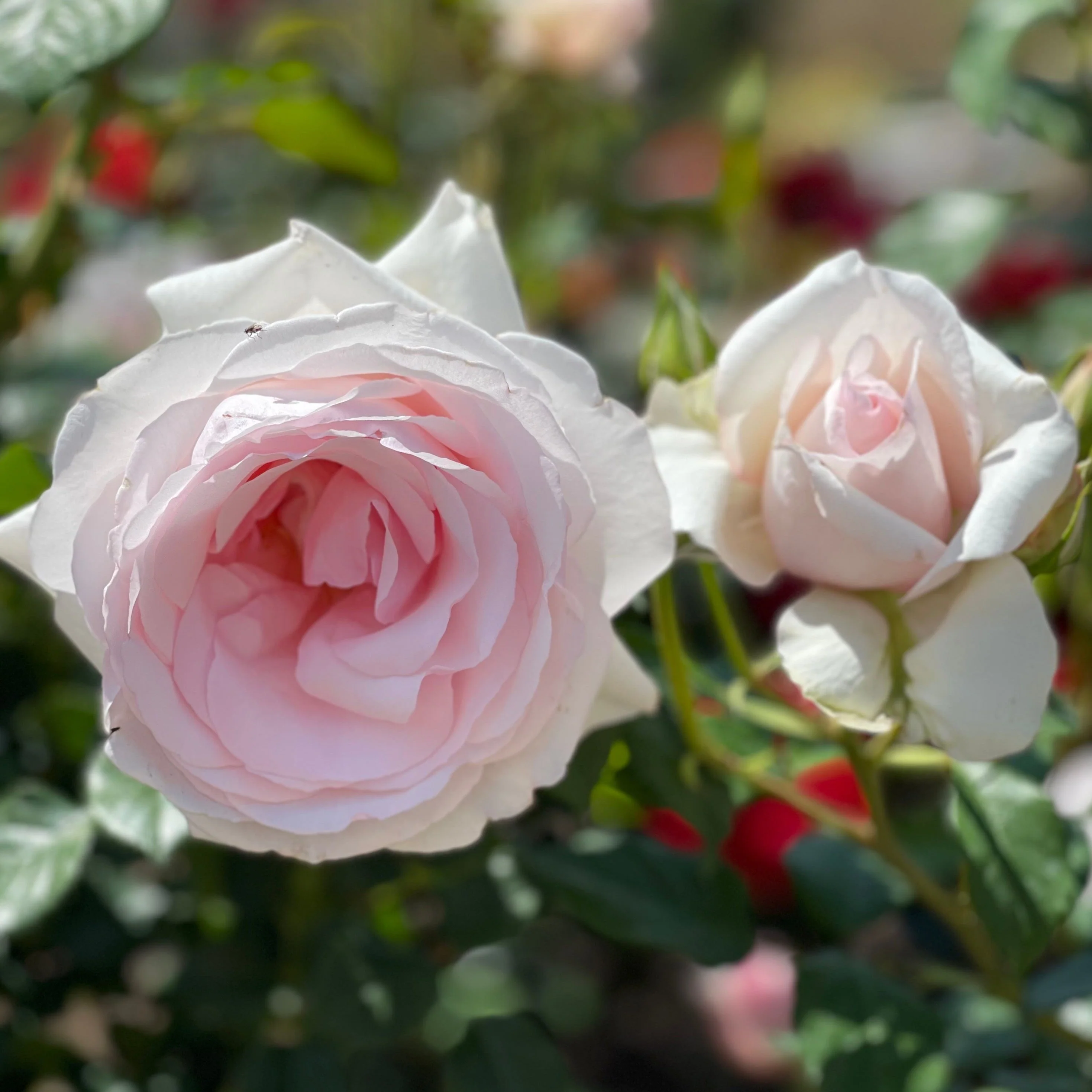 Meredith™ Potted Rose Bush - Image 4