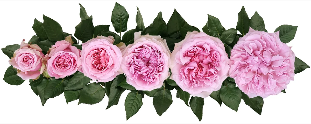 David Austin® Miranda™ Bouquet - Image 3