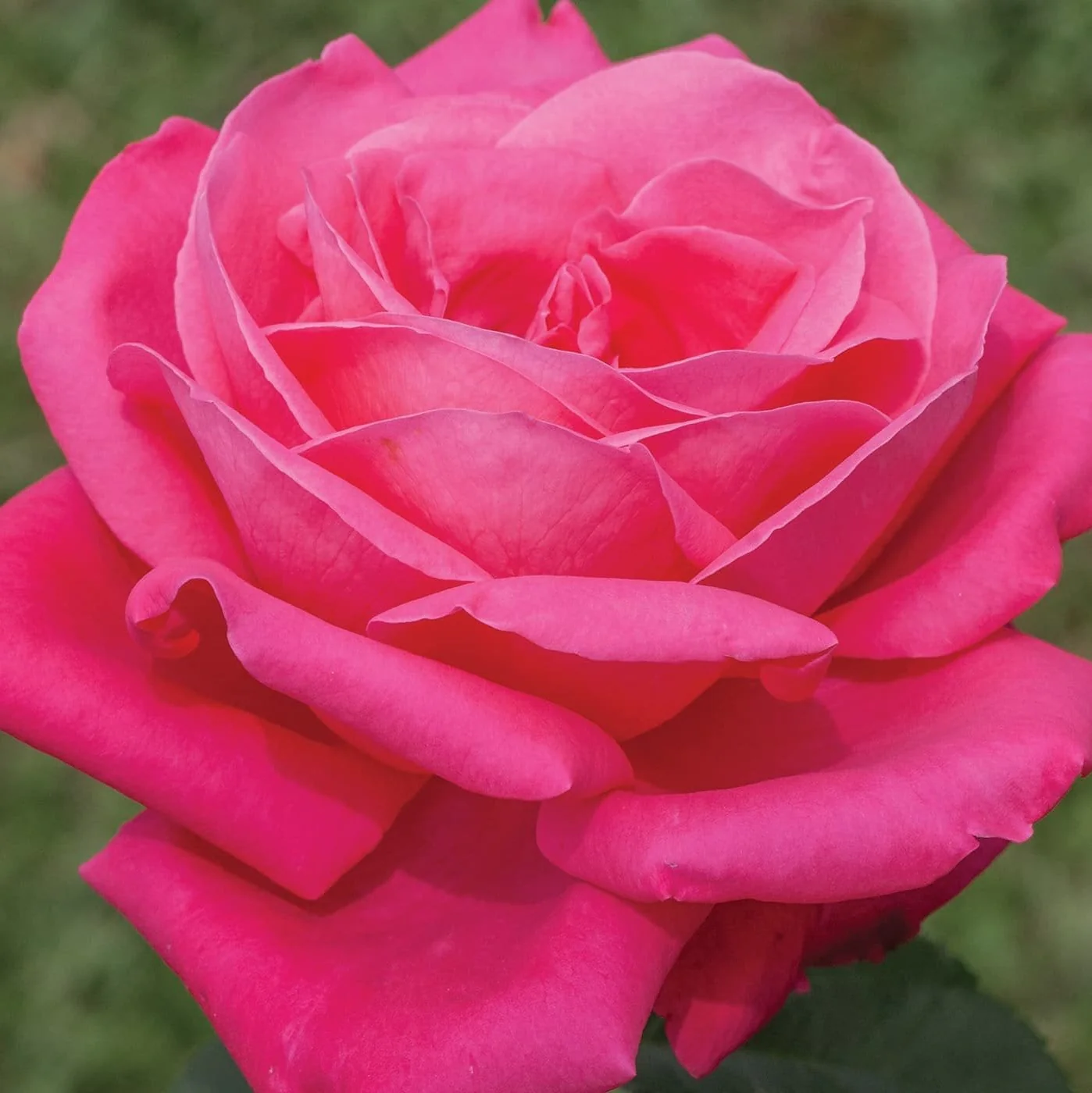 Miss All-American Beauty Bare Root Rose Bush - Image 3