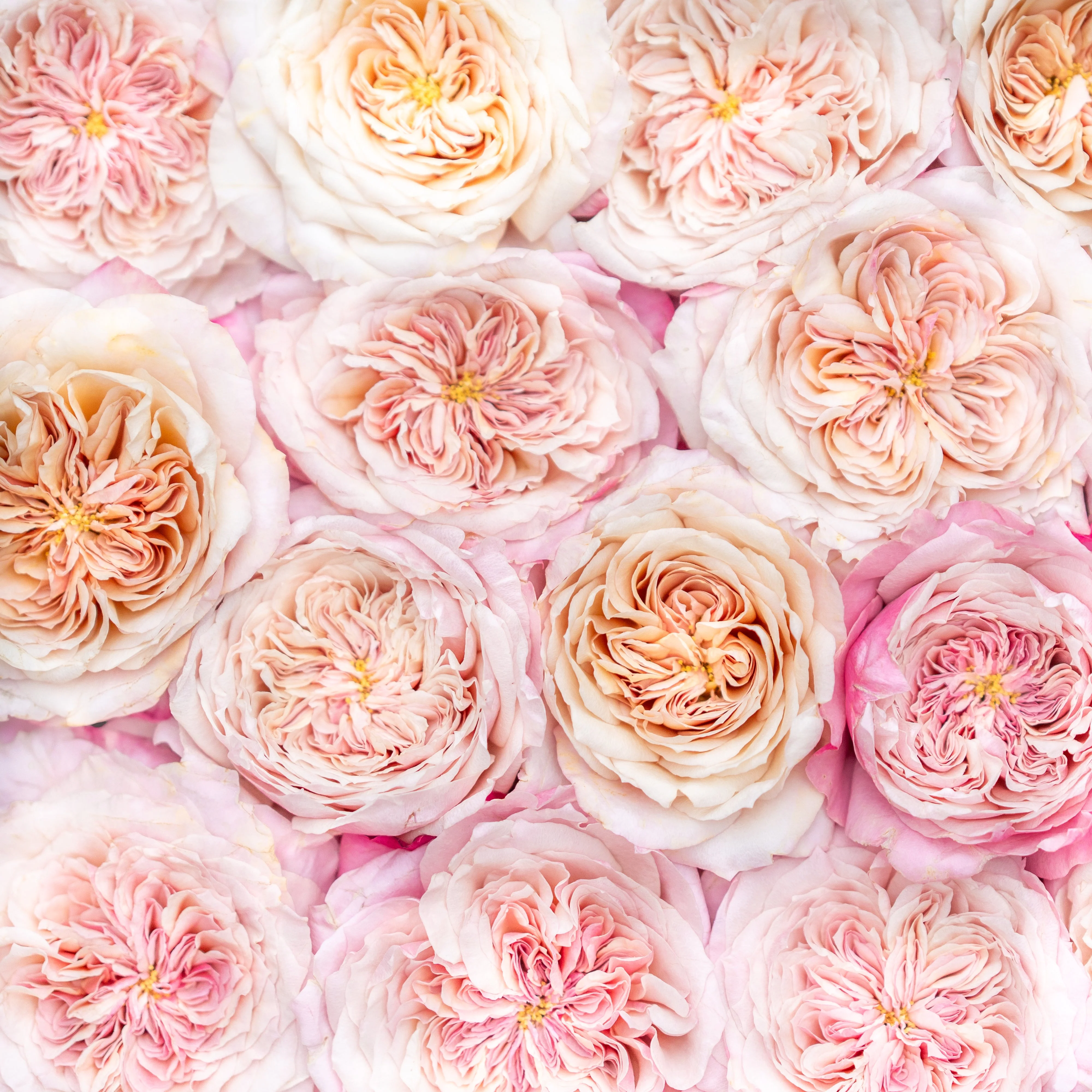 Miyabi Cha™ Bouquet - Image 5