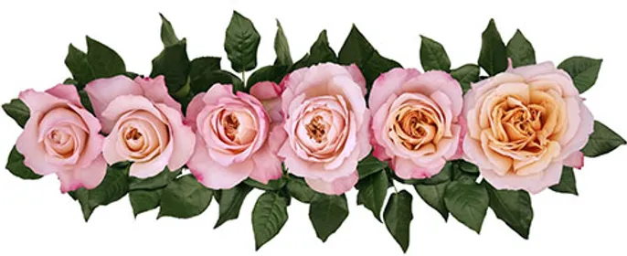 Miyabi Cha™ Bouquet - Image 6