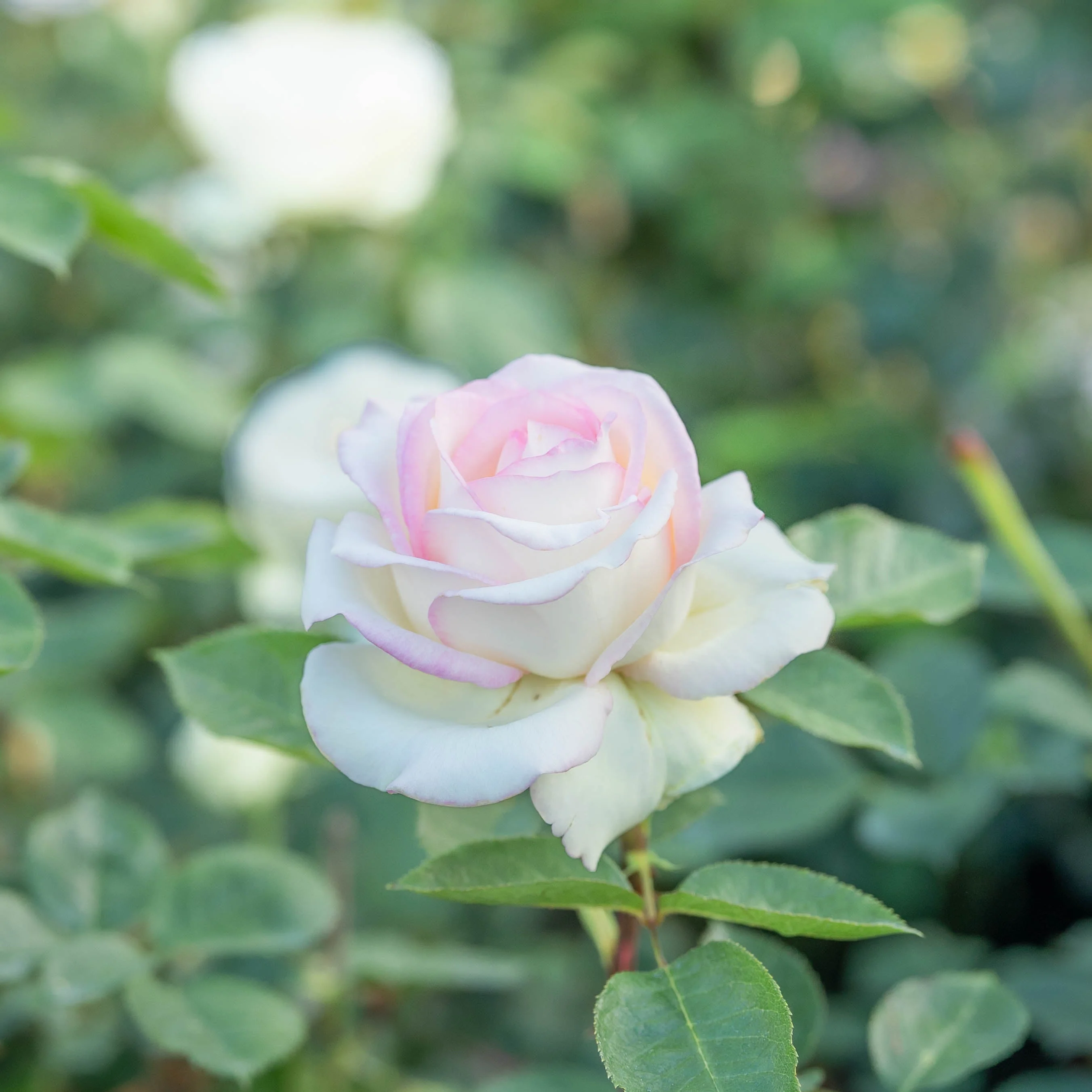 Moonstone® Potted Rose Bush - Image 3