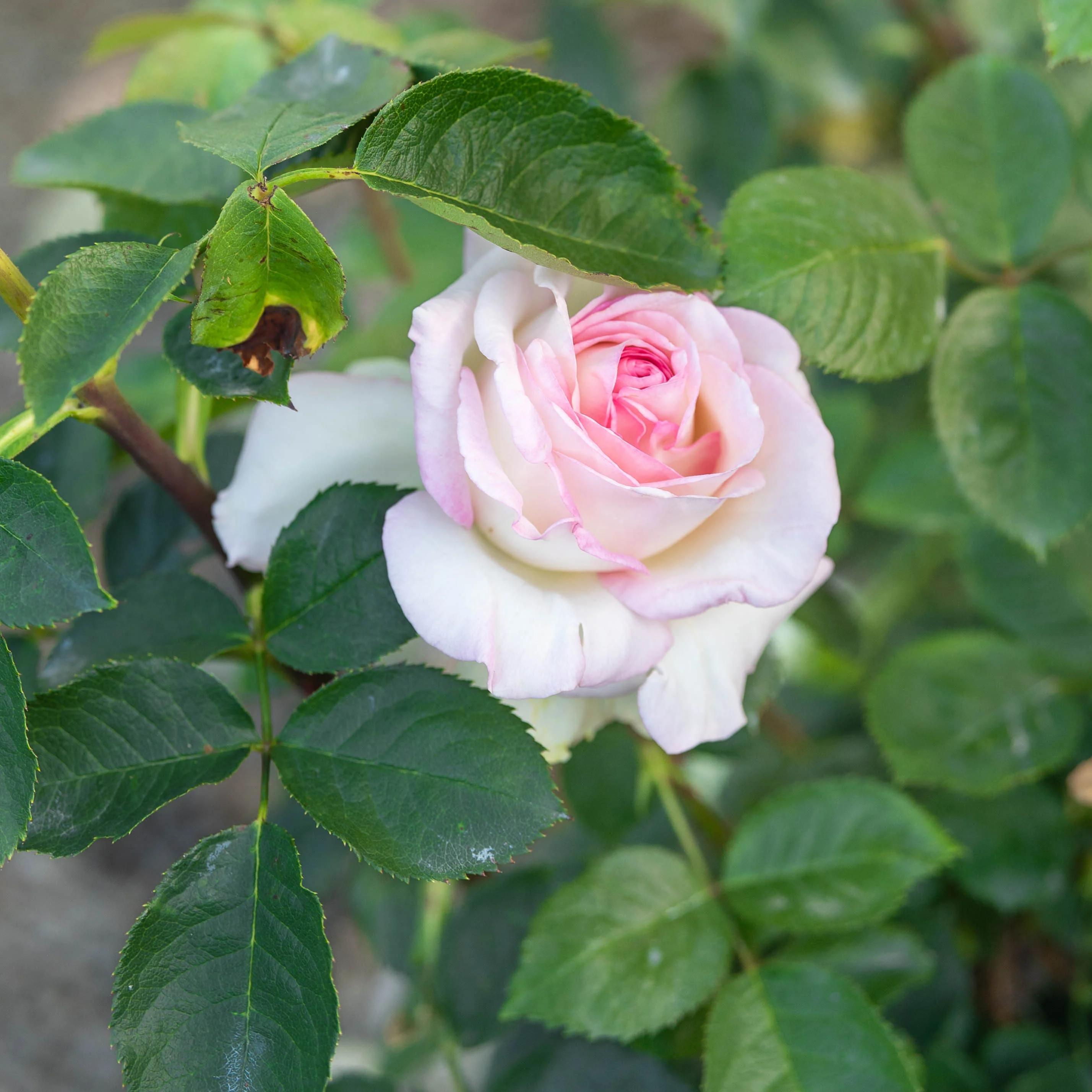Moonstone® Potted Rose Bush - Image 4