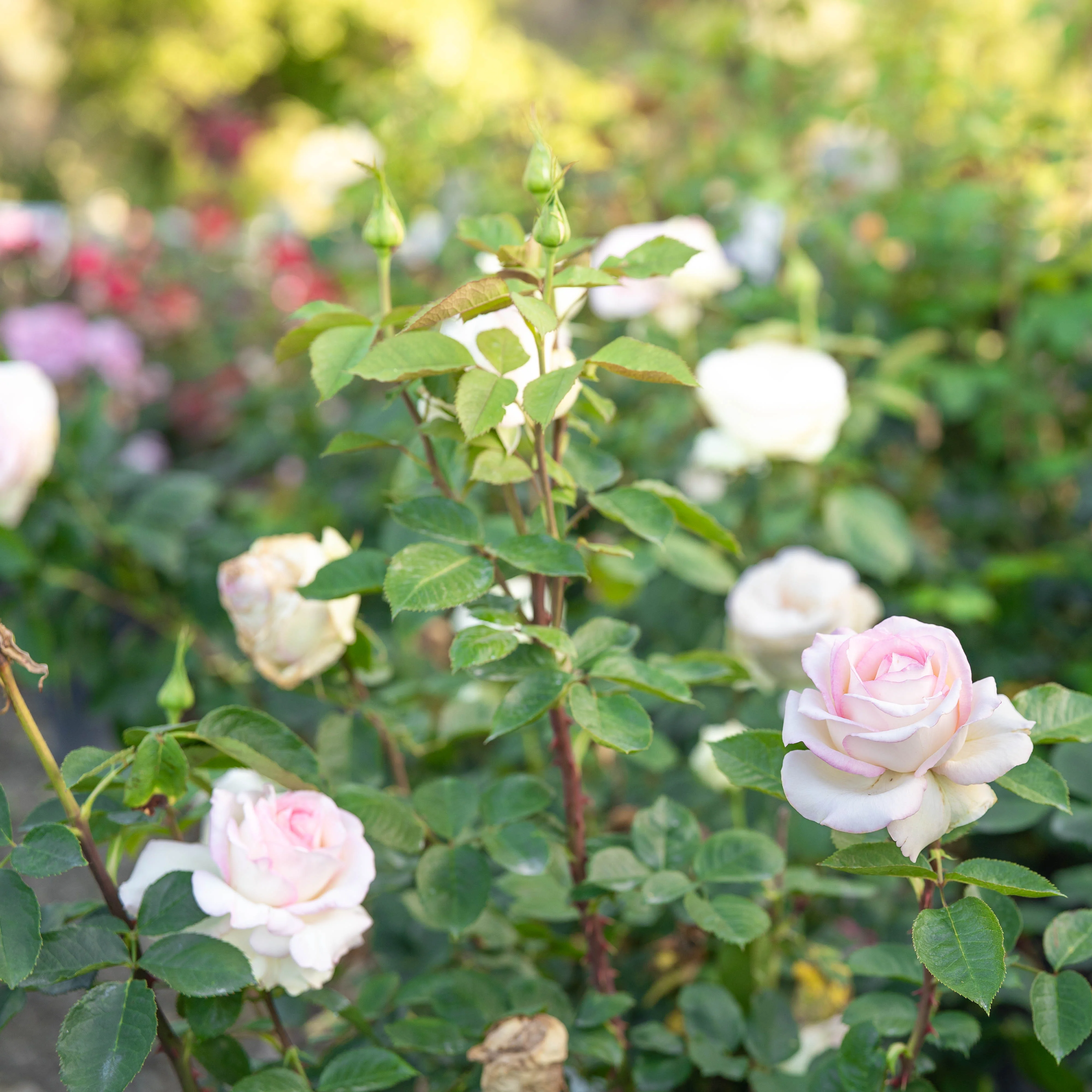 Moonstone® Potted Rose Bush - Image 5