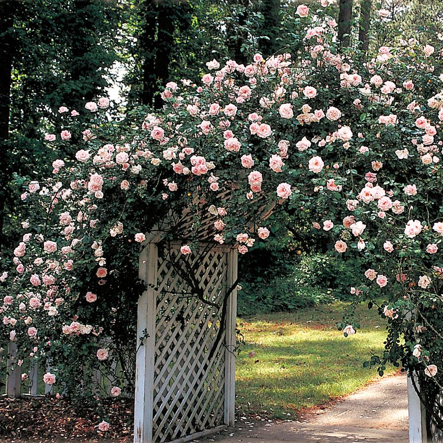 New Dawn Bare Root Climbing Rose - Image 3
