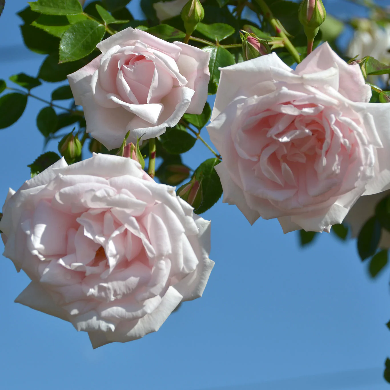 New Dawn Bare Root Climbing Rose - Image 5