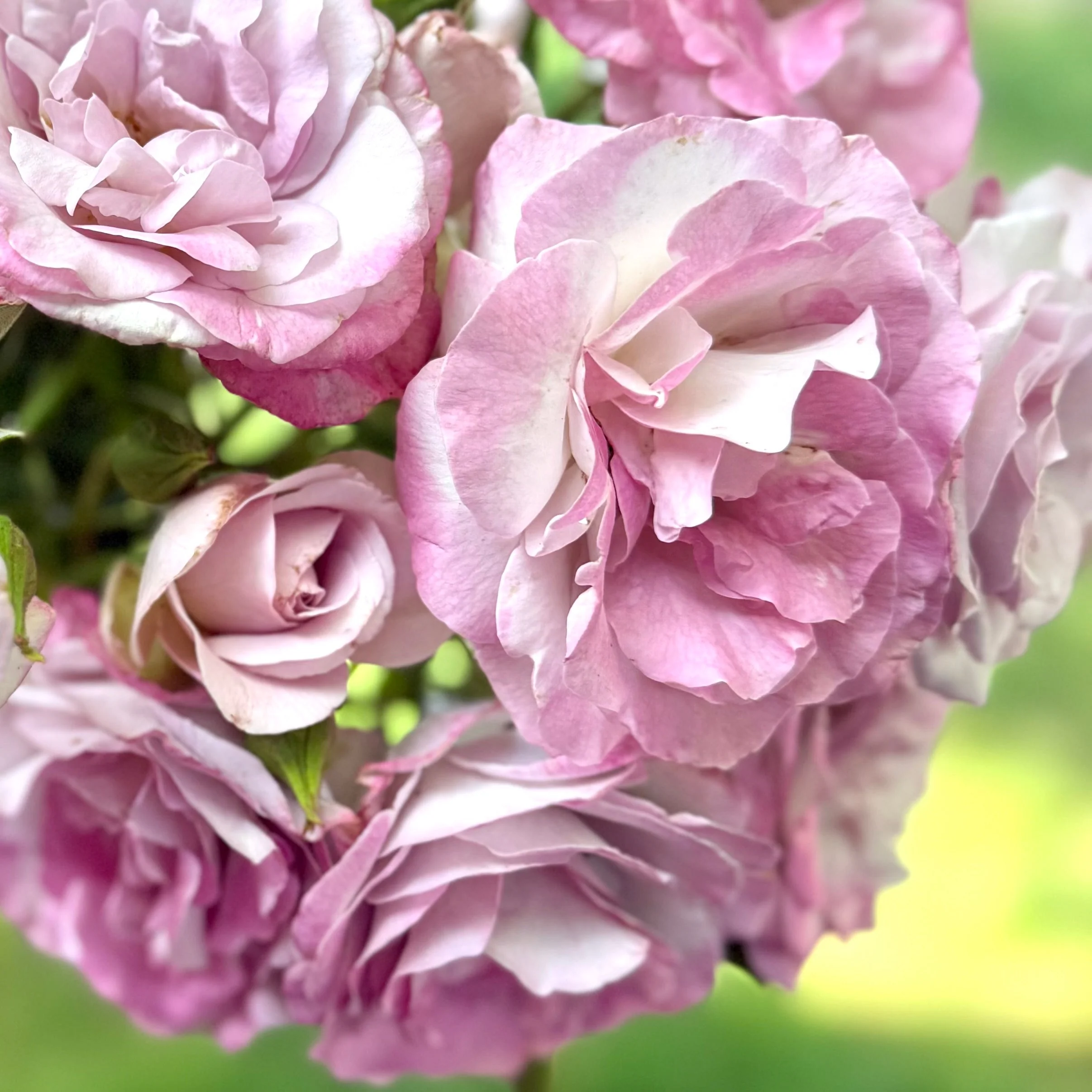 Nicole Carol Miller Potted Rose Bush - Image 3