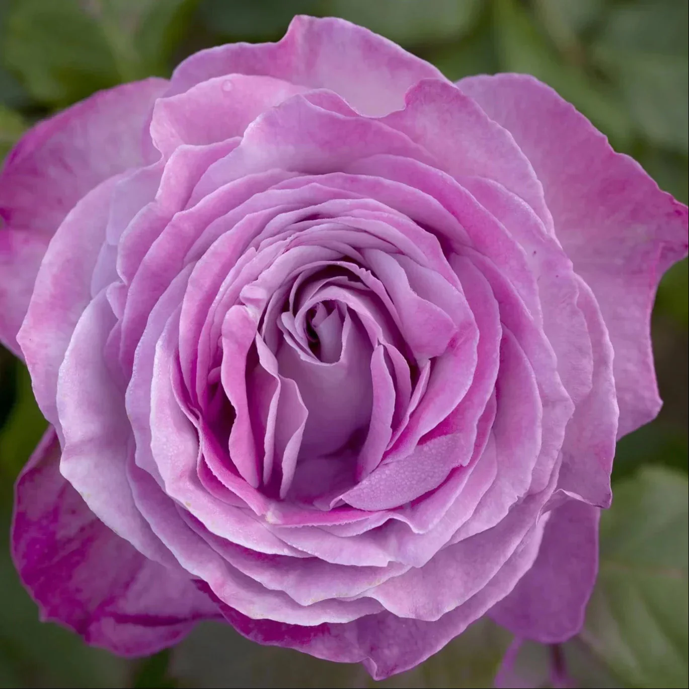 Nicole Carol Miller Potted Rose Bush - Image 4