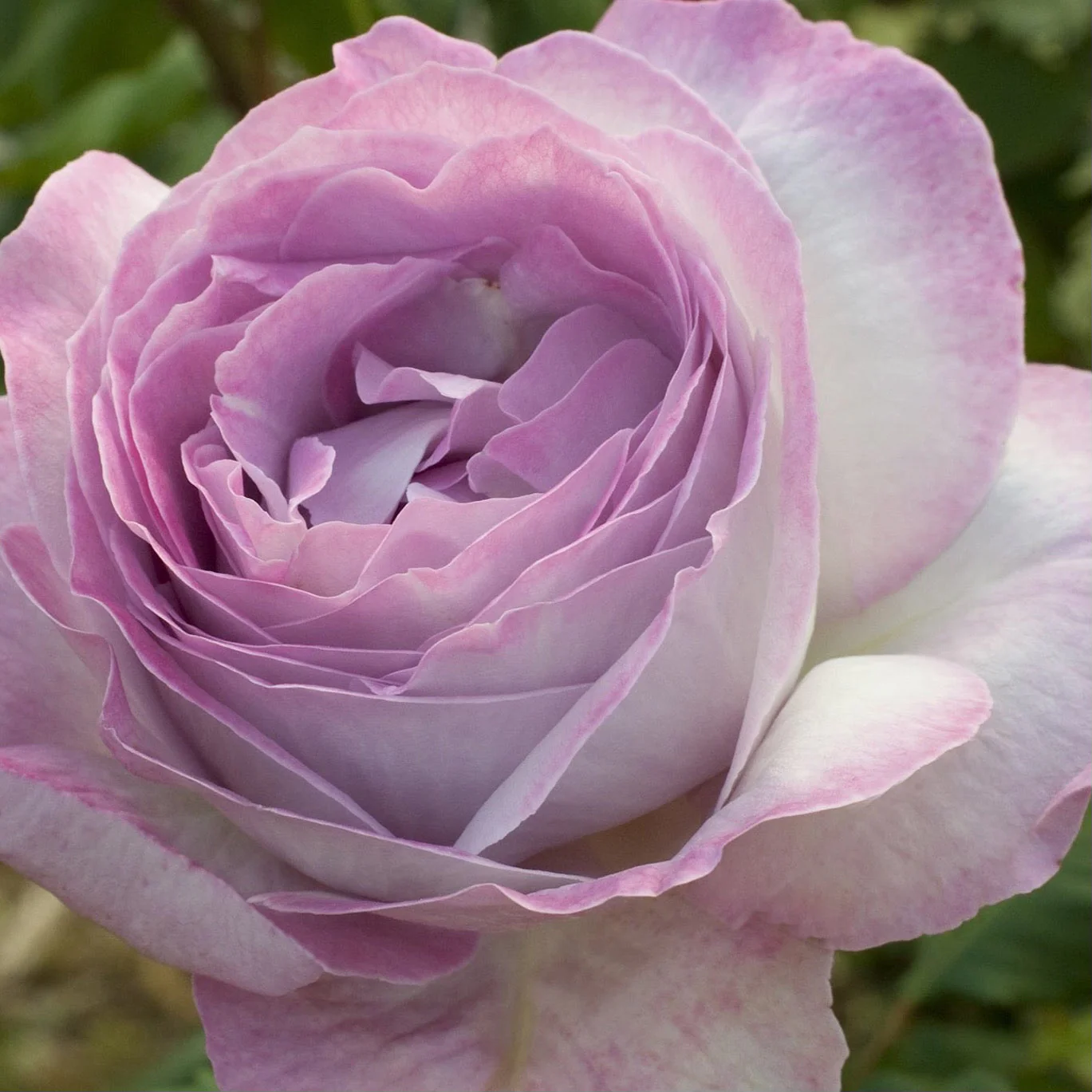 Nicole Carol Miller Potted Rose Bush - Image 6
