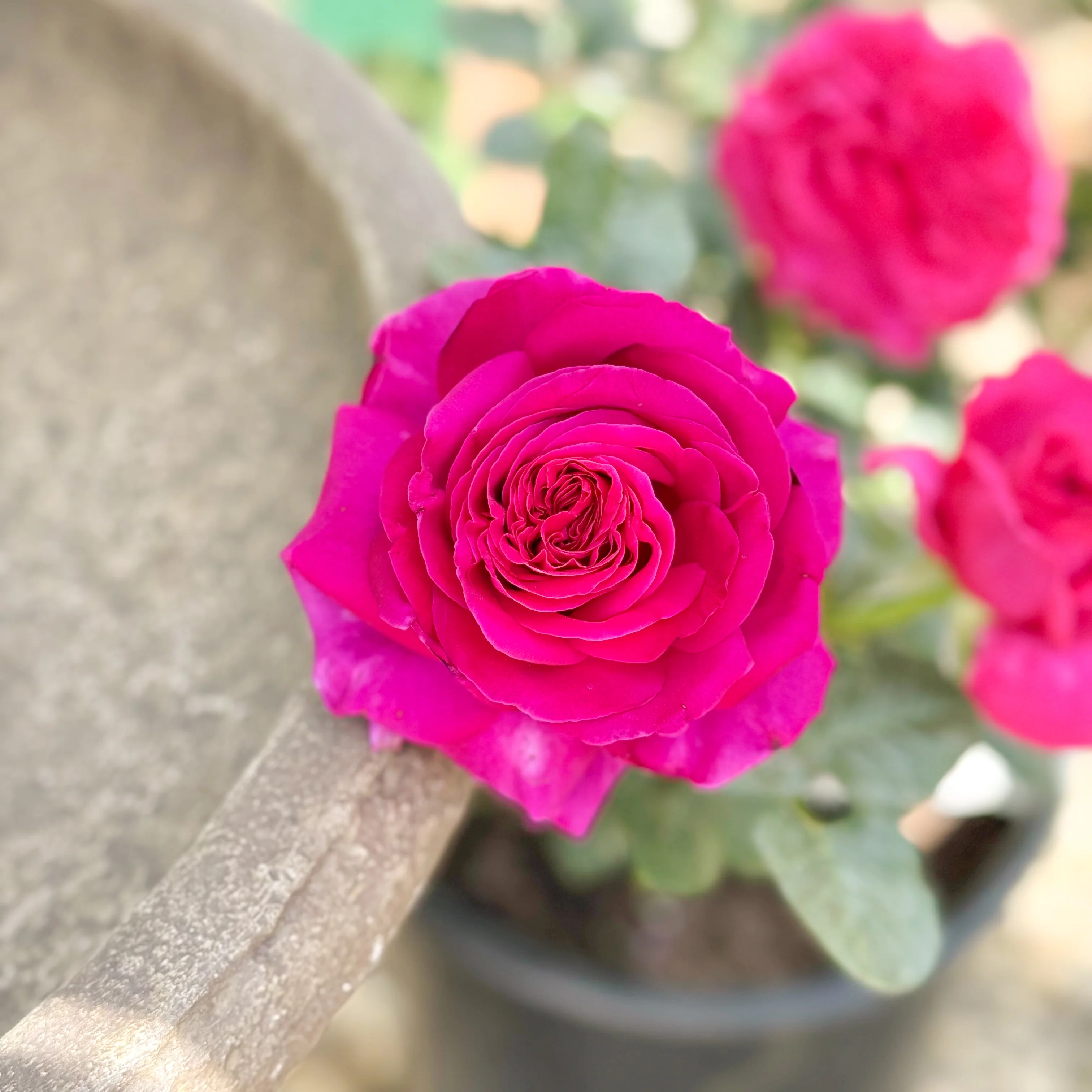 Nothing But Class Bare Root Rose Bush - Image 3