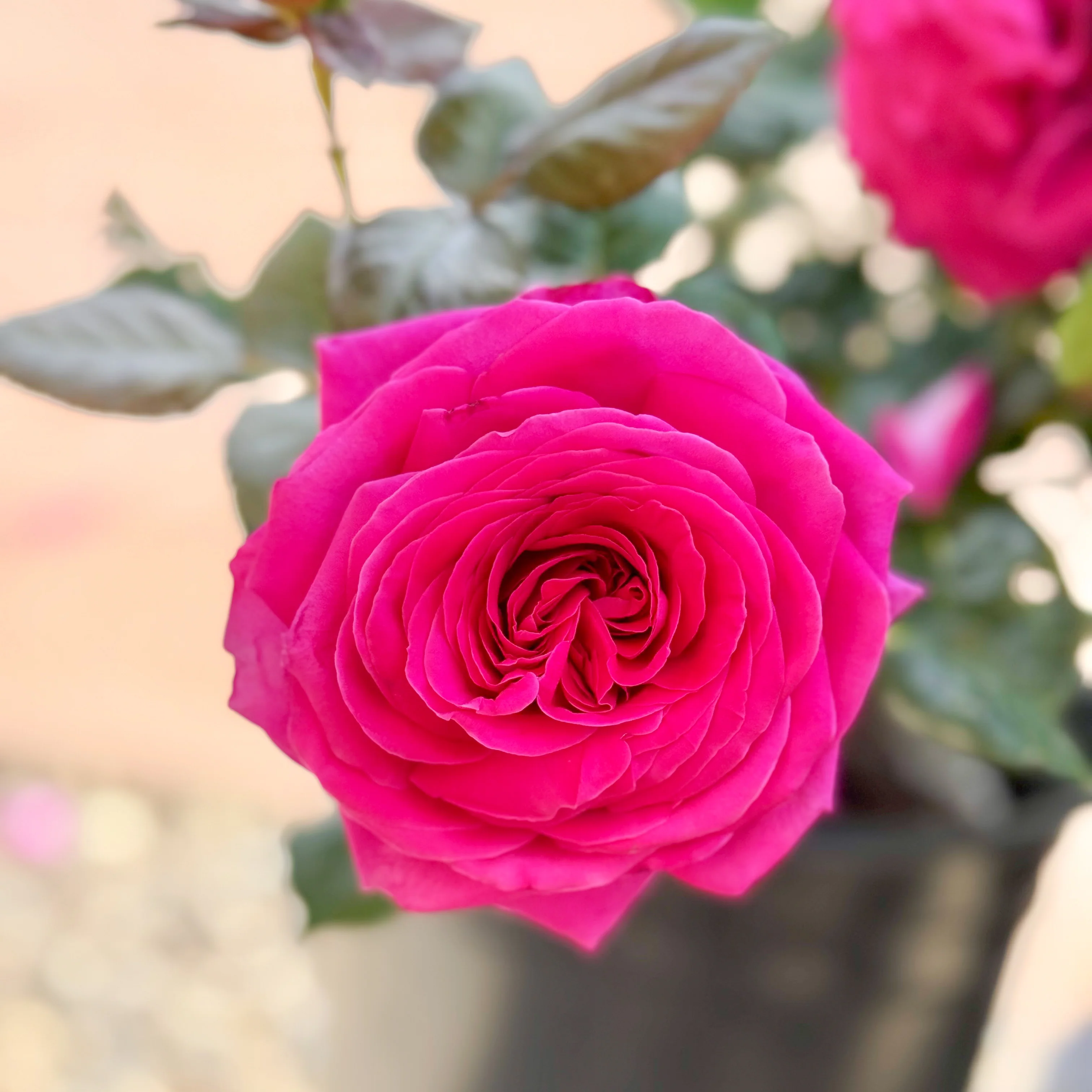 Nothing But Class Bare Root Rose Bush - Image 6