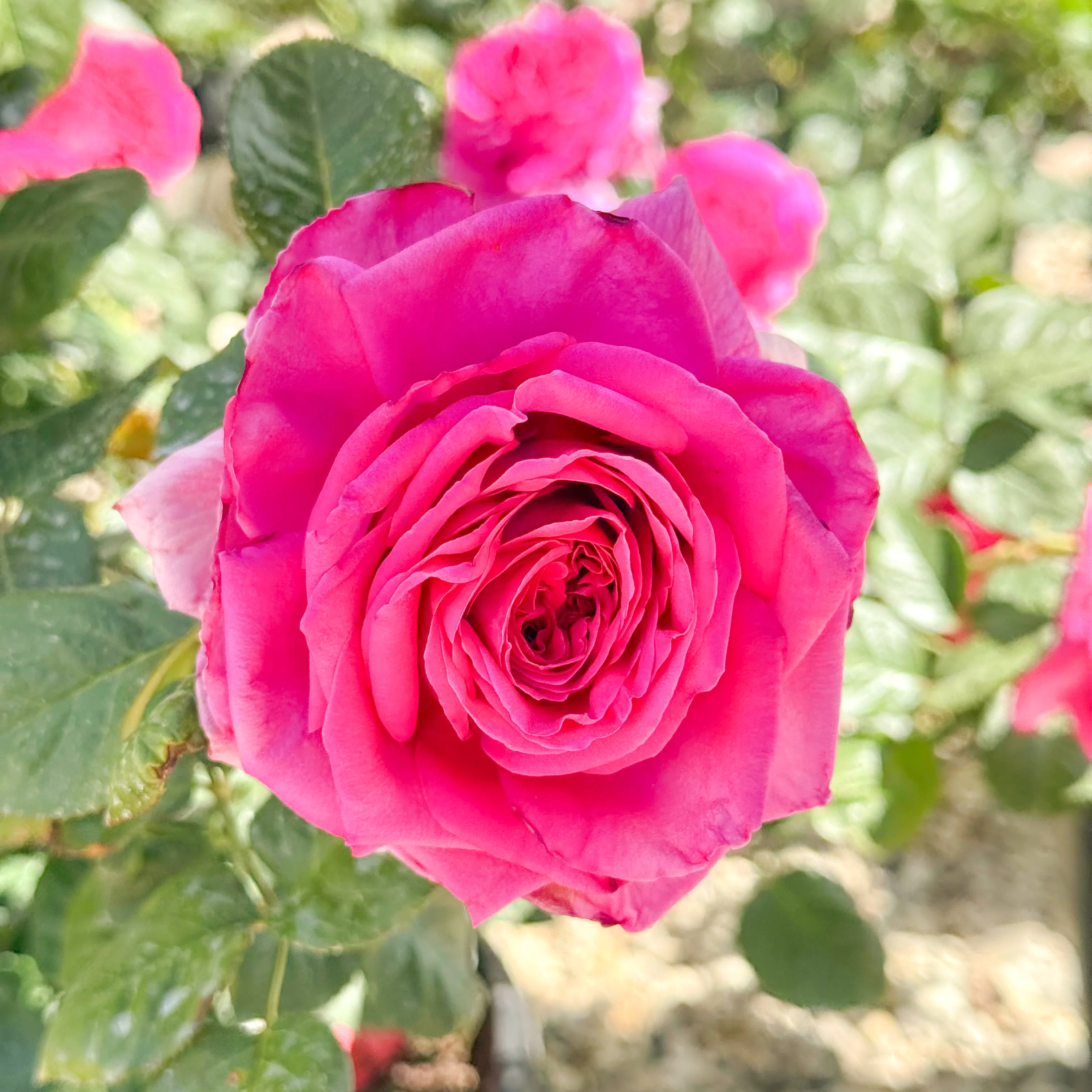 Nothing But Class Bare Root Rose Bush - Image 7