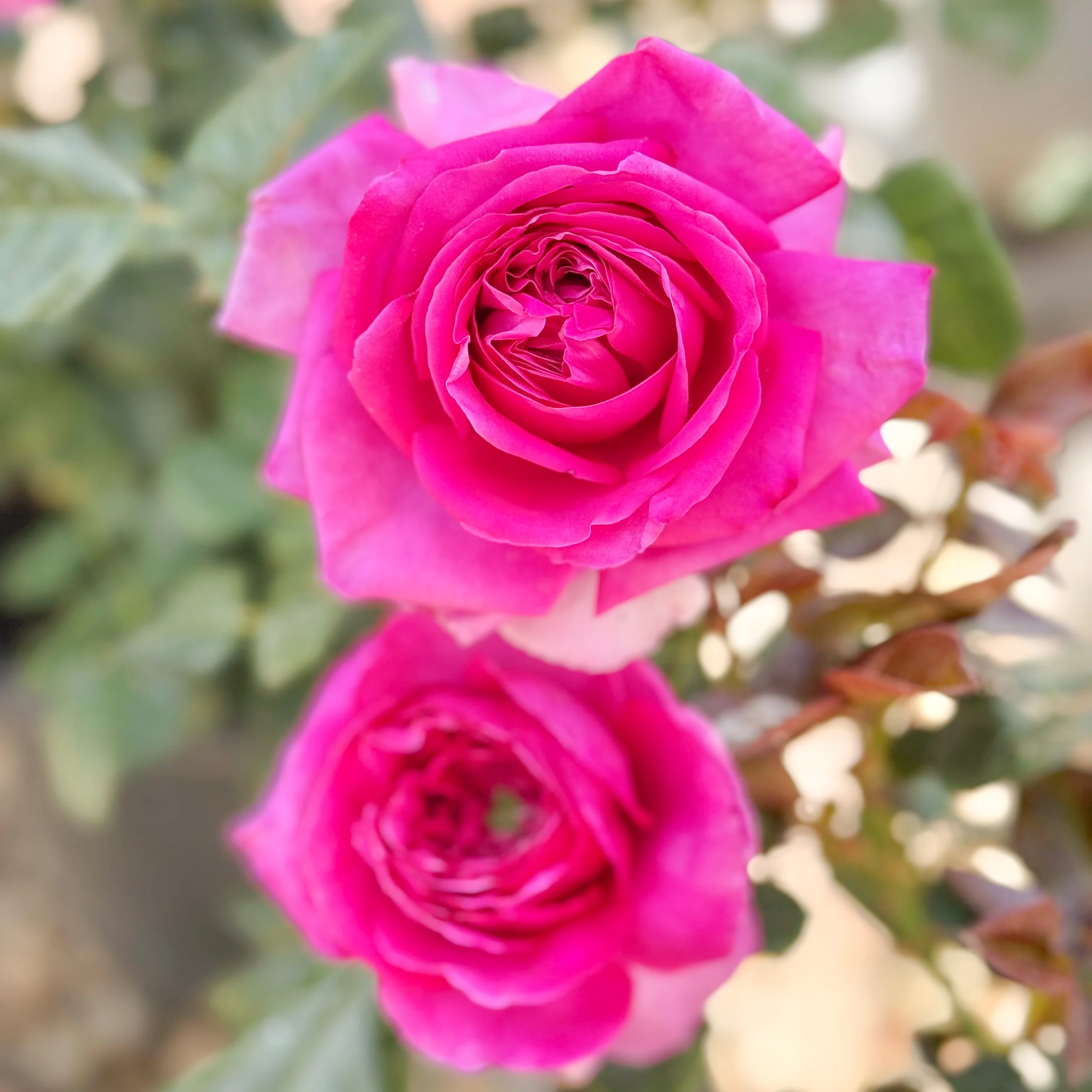 Nothing But Class Bare Root Rose Bush - Image 8