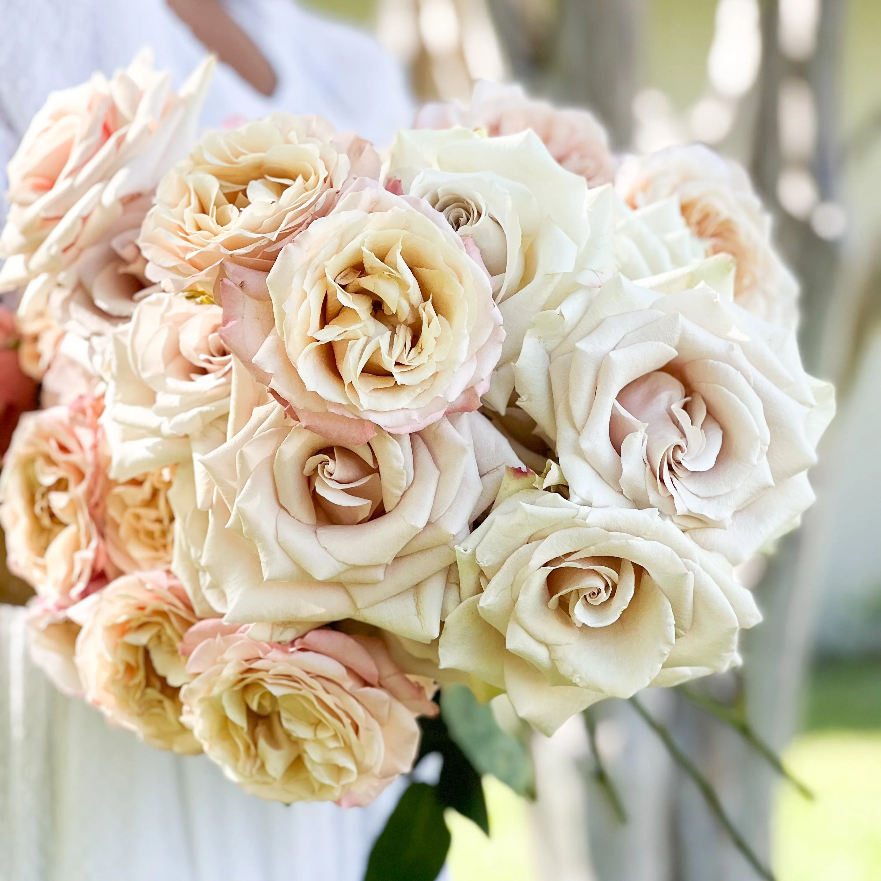 Nude Garden Rose Bundle - Image 3