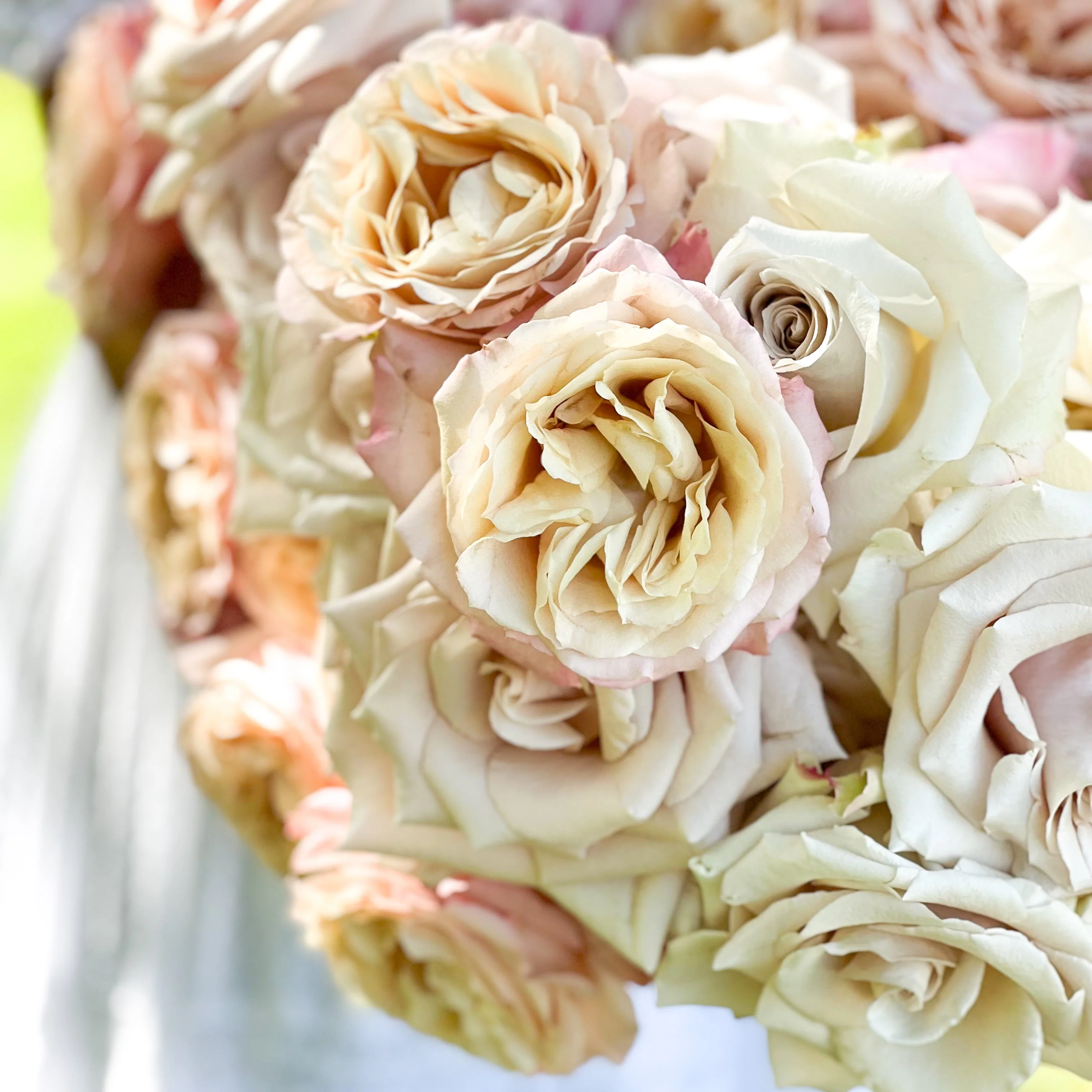 Nude Garden Rose Bundle - Image 5