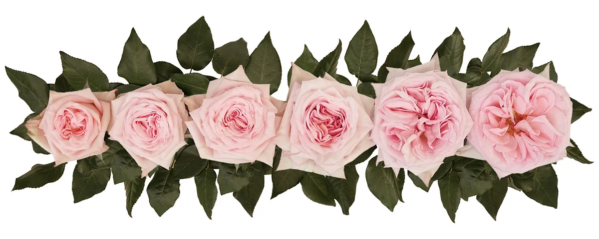 Pink O'Hara® Bouquet - Image 9