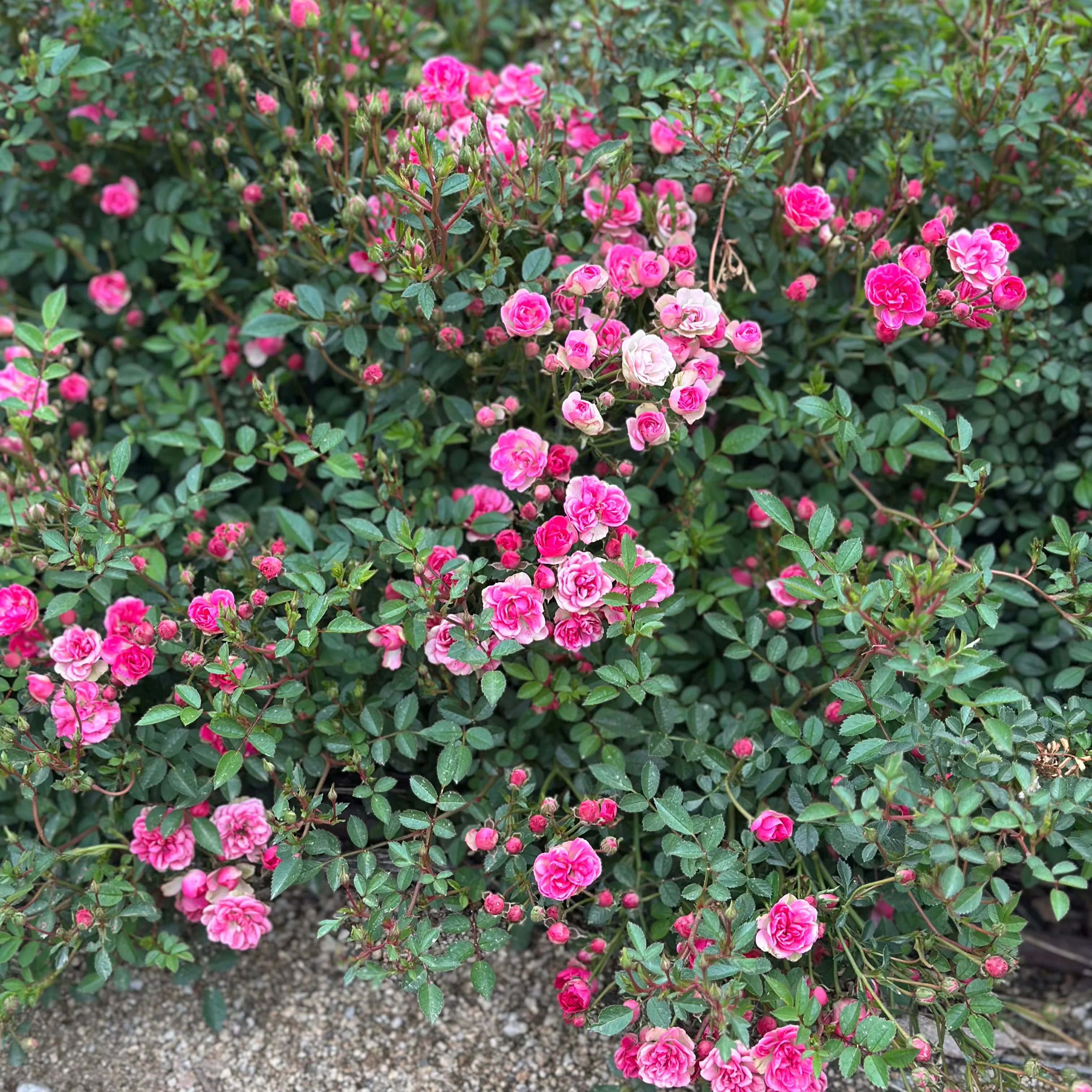 Wanderlust Roses™ Pink Tumbleweed™ Potted Rose Bush - Image 3
