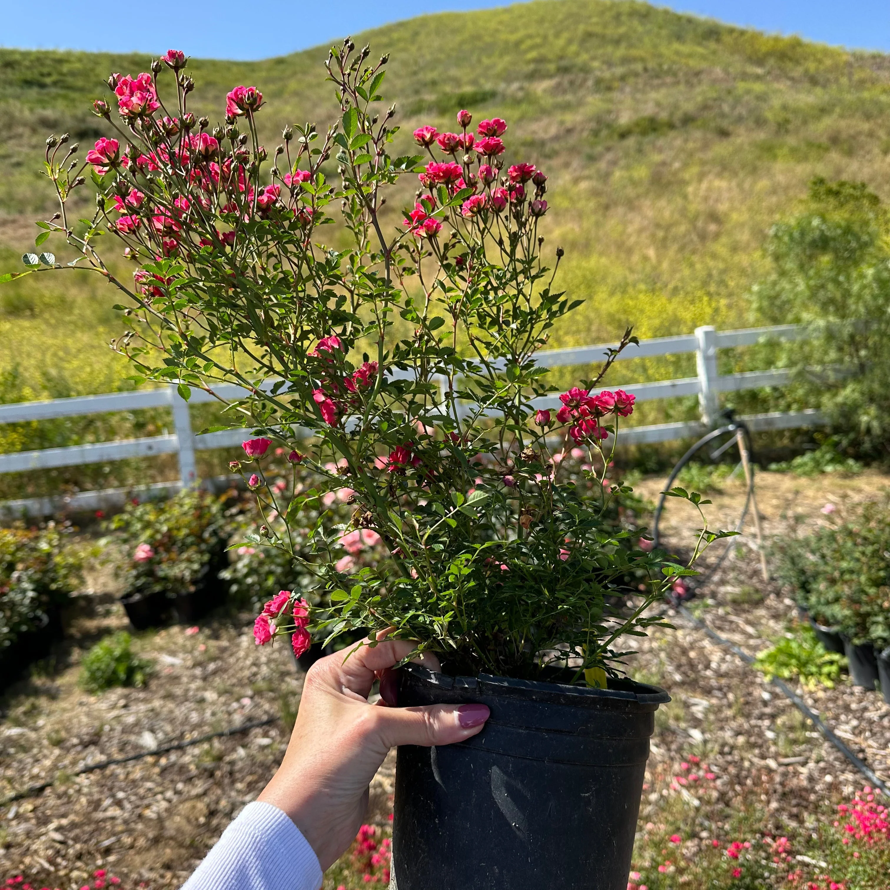 Wanderlust Roses™ Pink Tumbleweed™ Potted Rose Bush - Image 4