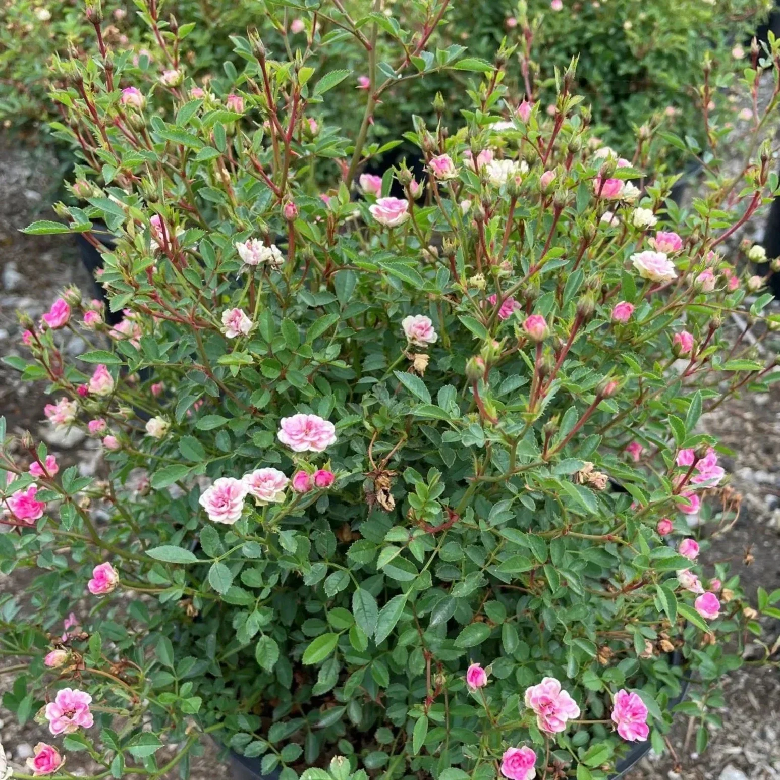 Wanderlust Roses™ Pink Tumbleweed™ Potted Rose Bush - Image 5