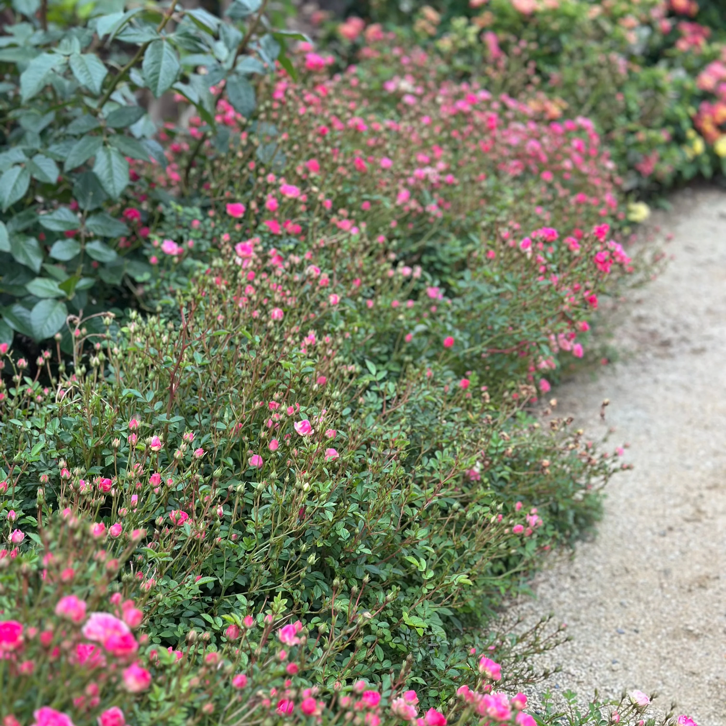 Wanderlust Roses™ Pink Tumbleweed™ Potted Rose Bush - Image 6