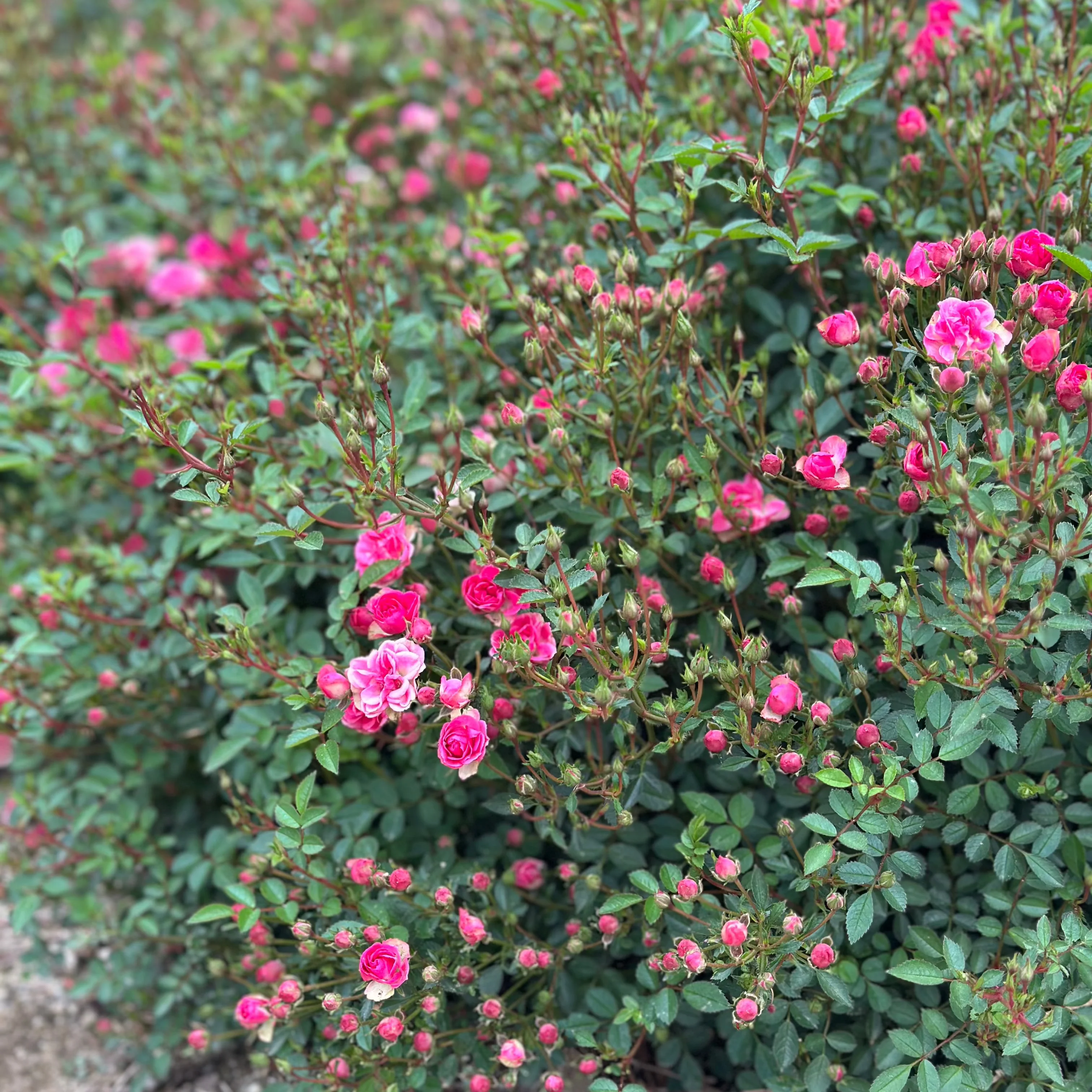 Wanderlust Roses™ Pink Tumbleweed™ Potted Rose Bush - Image 7