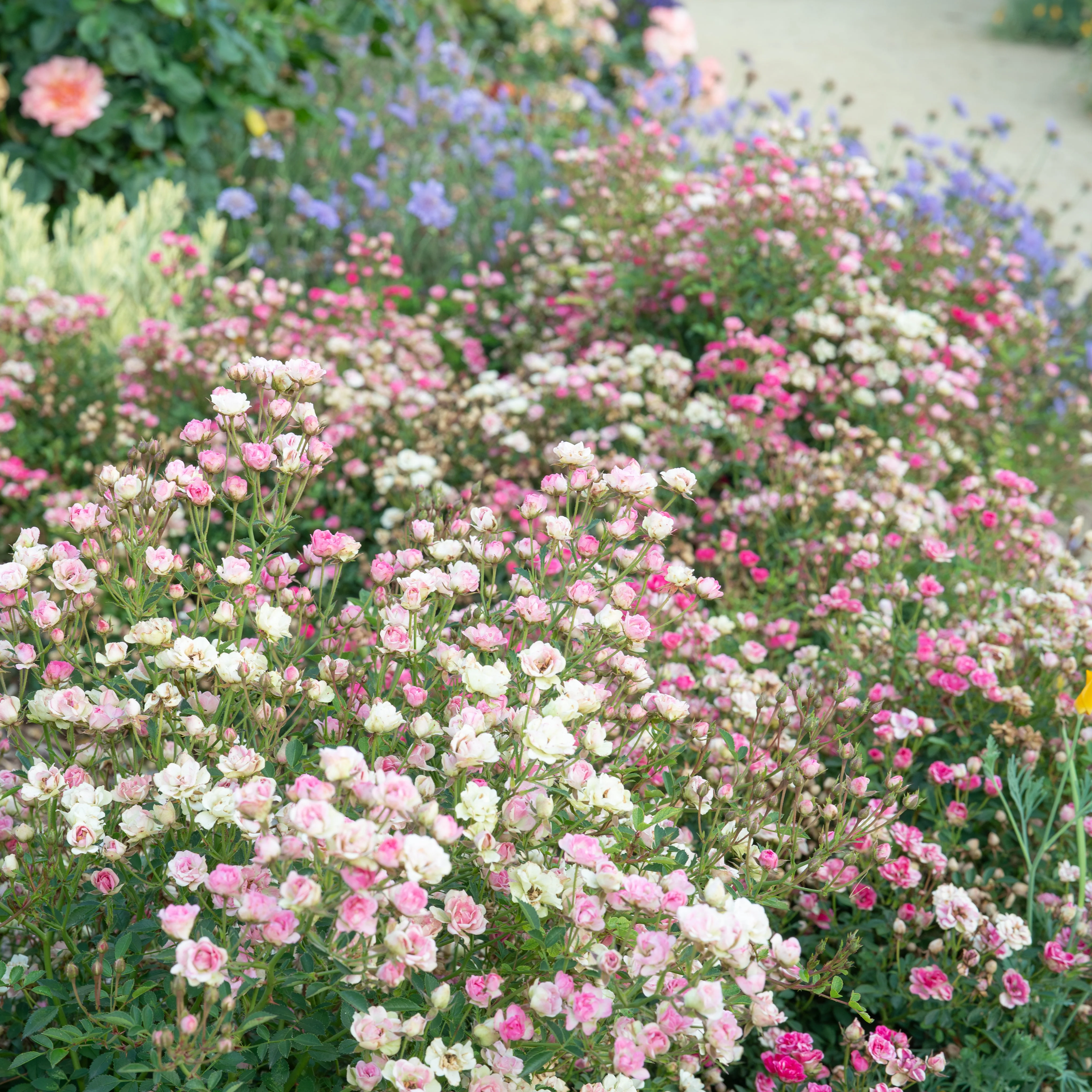 Wanderlust Roses™ Pink Tumbleweed™ Potted Rose Bush - Image 8