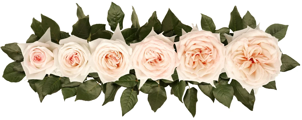 Princess Maya® Bouquet - Image 5