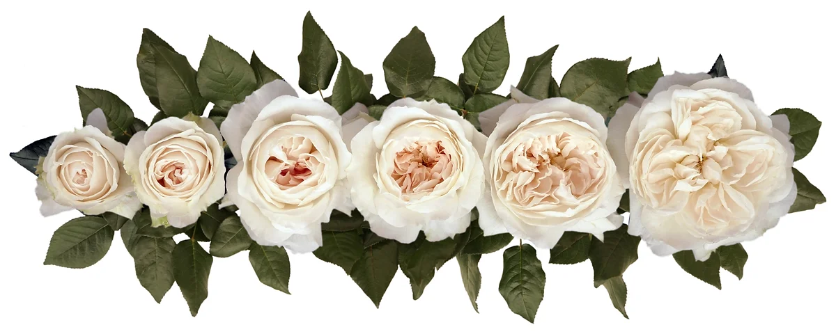 David Austin® Purity™ Bouquet - Image 3