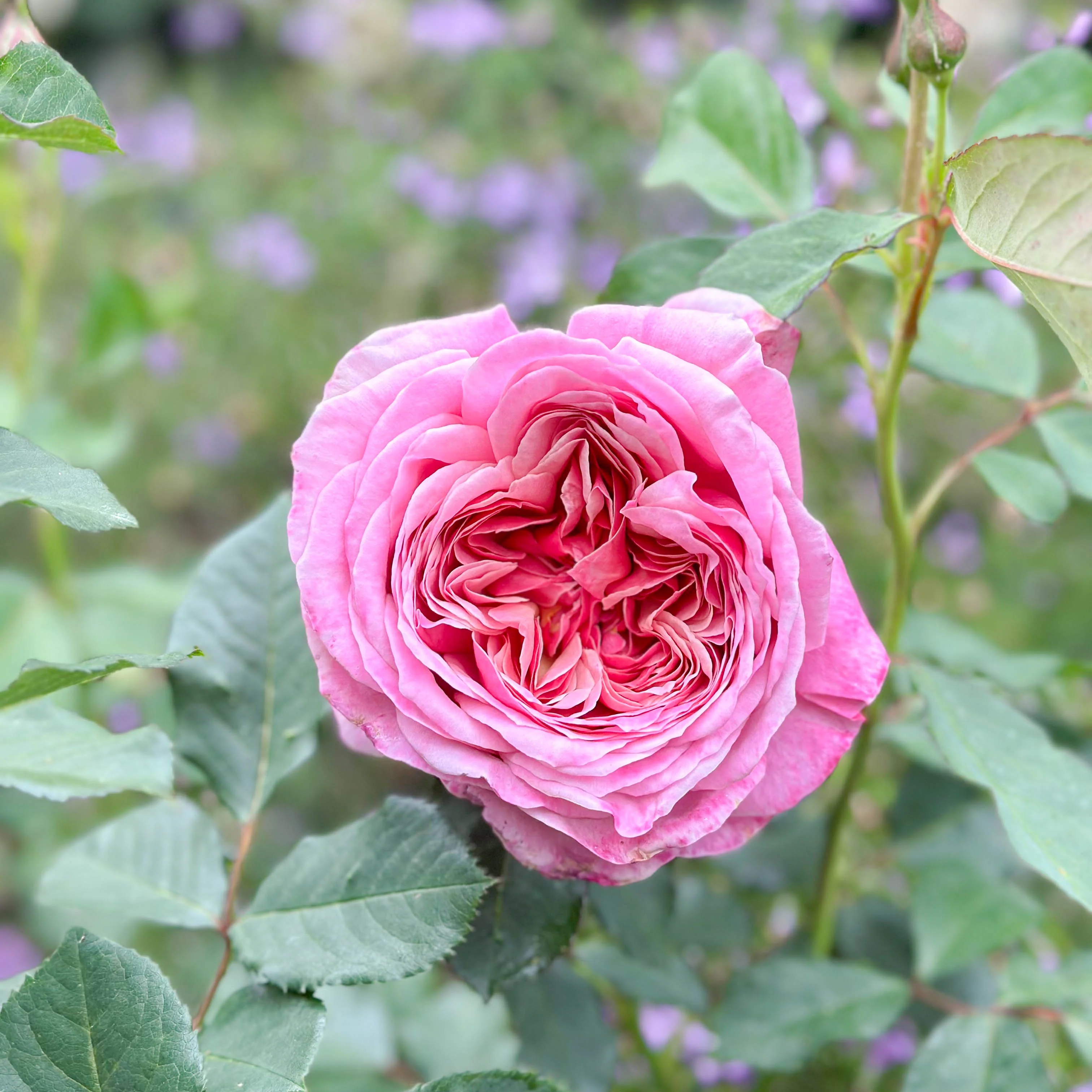 Queen Of Elegance™ Potted Rose Bush - Image 4