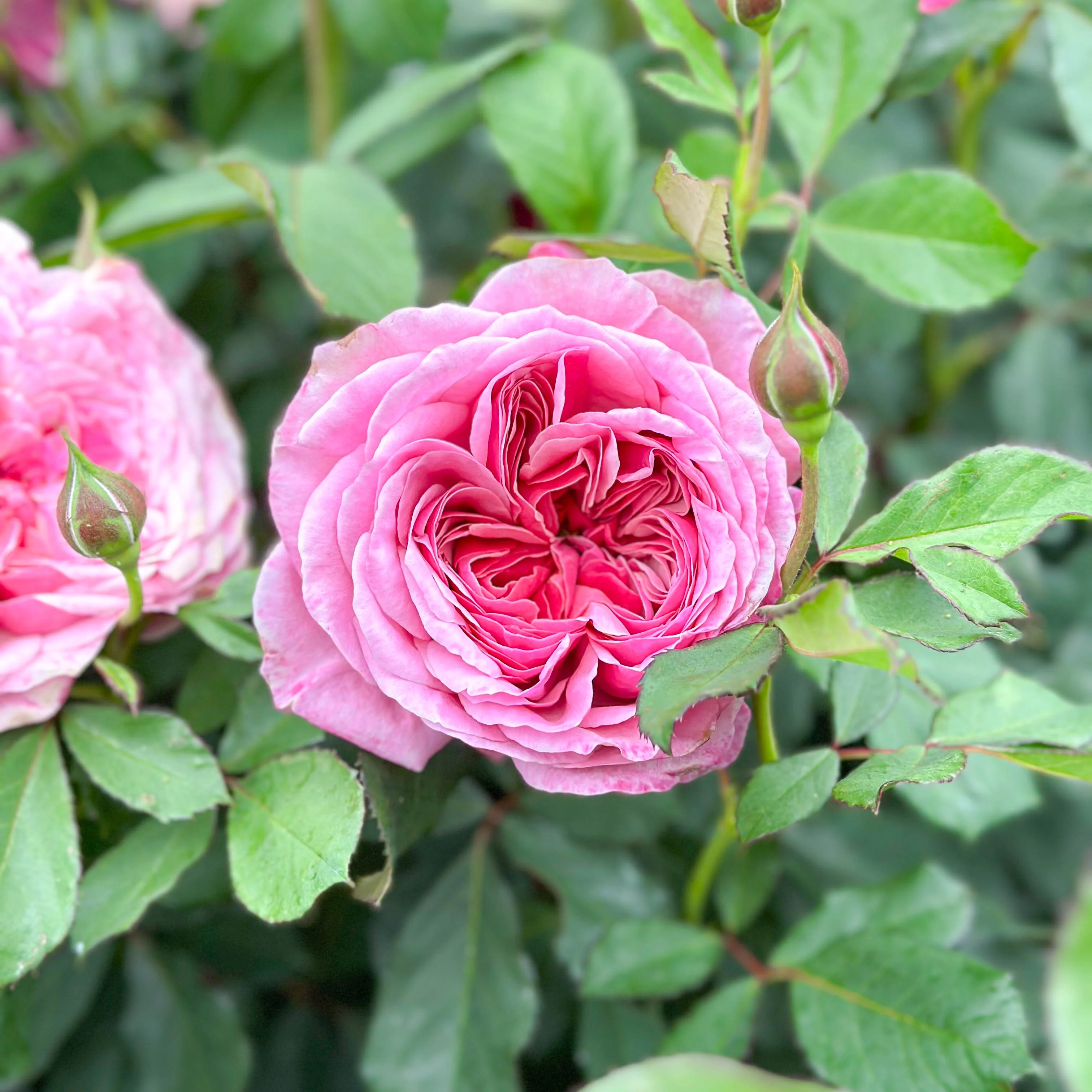 Queen Of Elegance™ Potted Rose Bush - Image 5