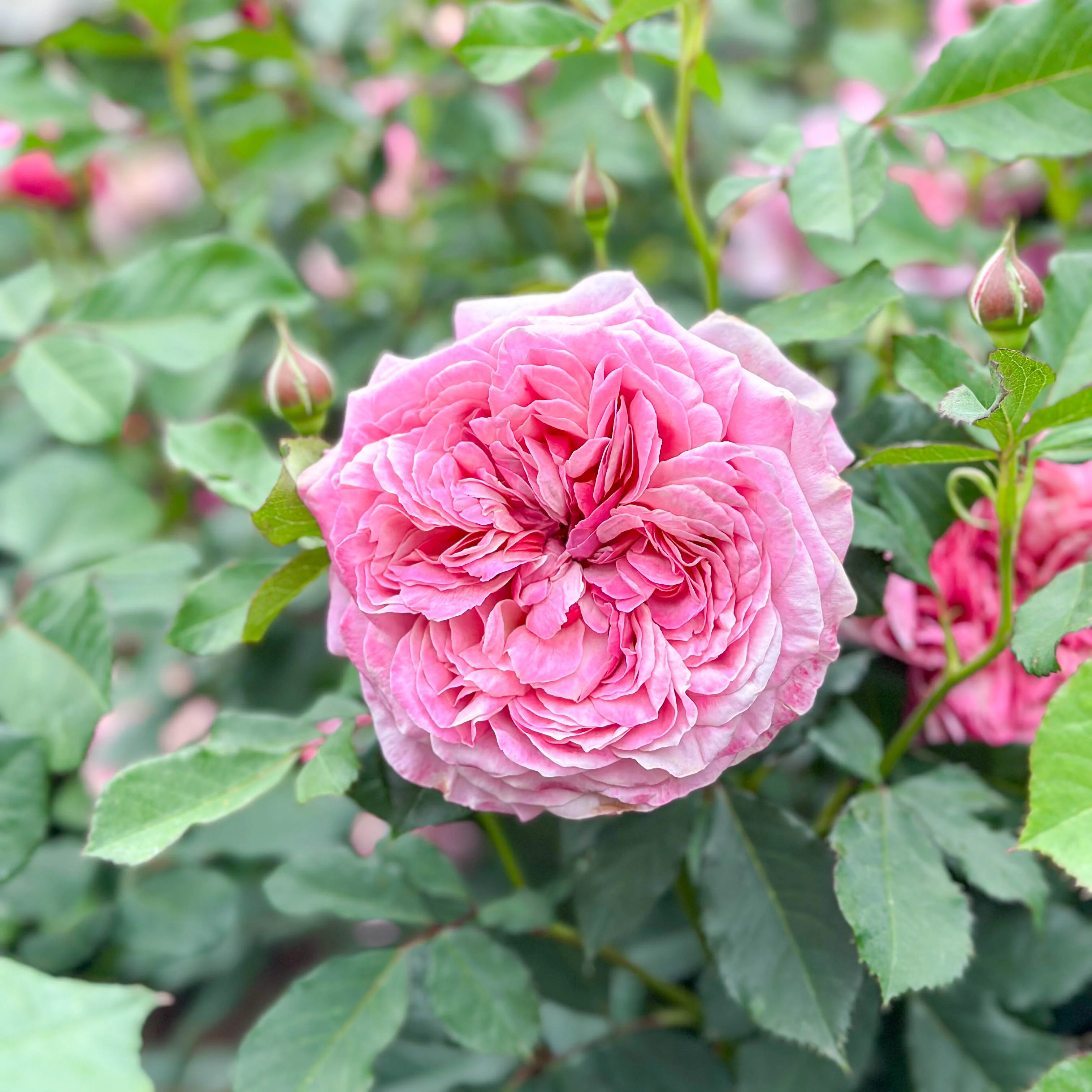 Queen Of Elegance™ Potted Rose Bush - Image 6
