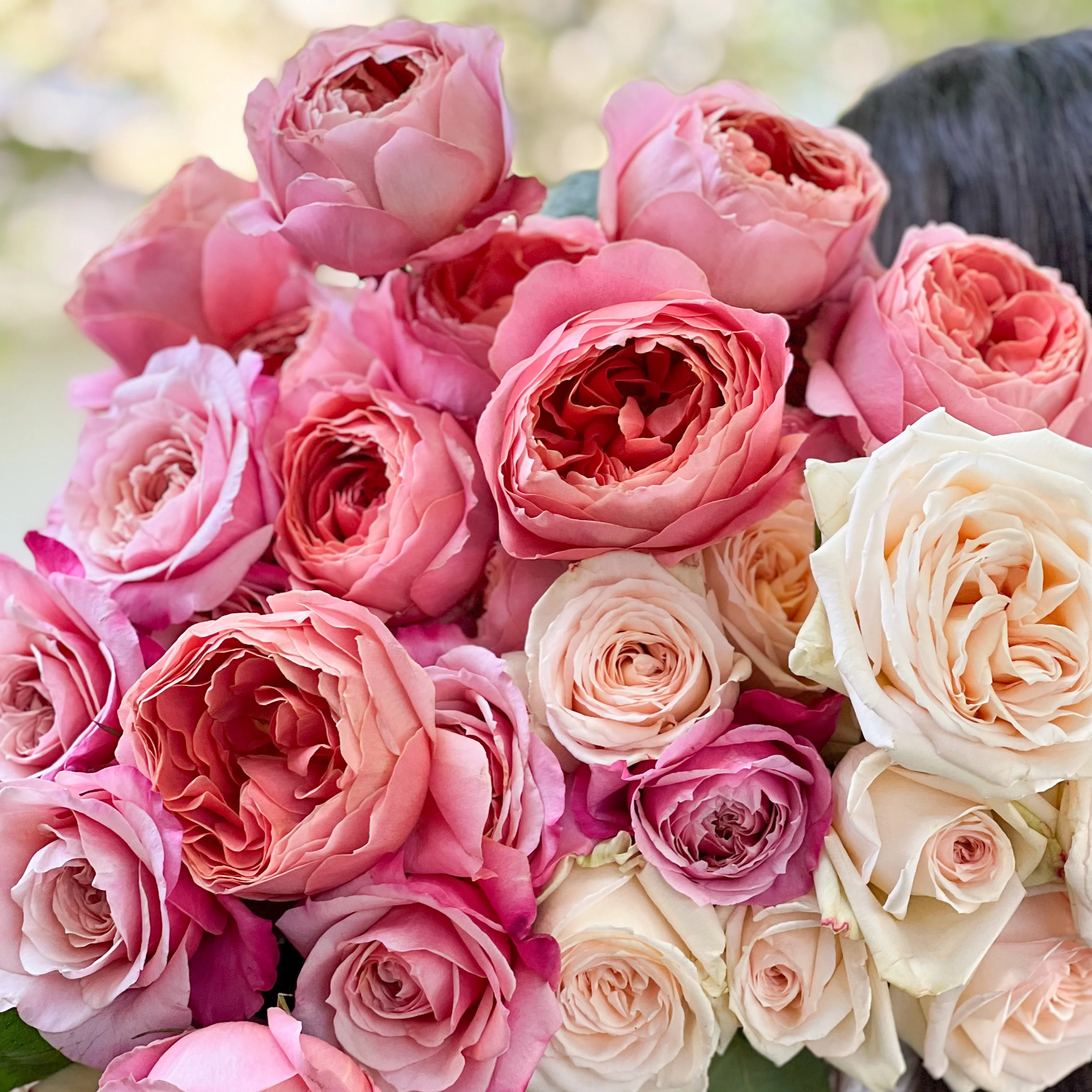 Raspberry and Cream Garden Rose Bundle - Image 3
