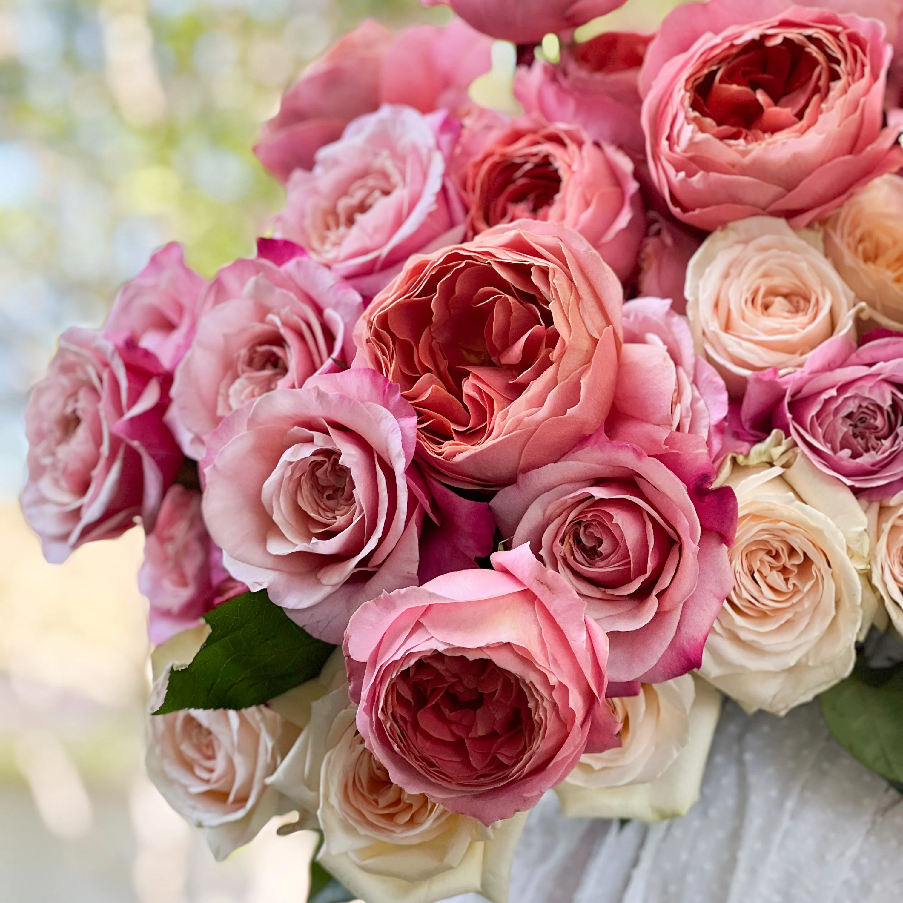 Raspberry and Cream Garden Rose Bundle - Image 5