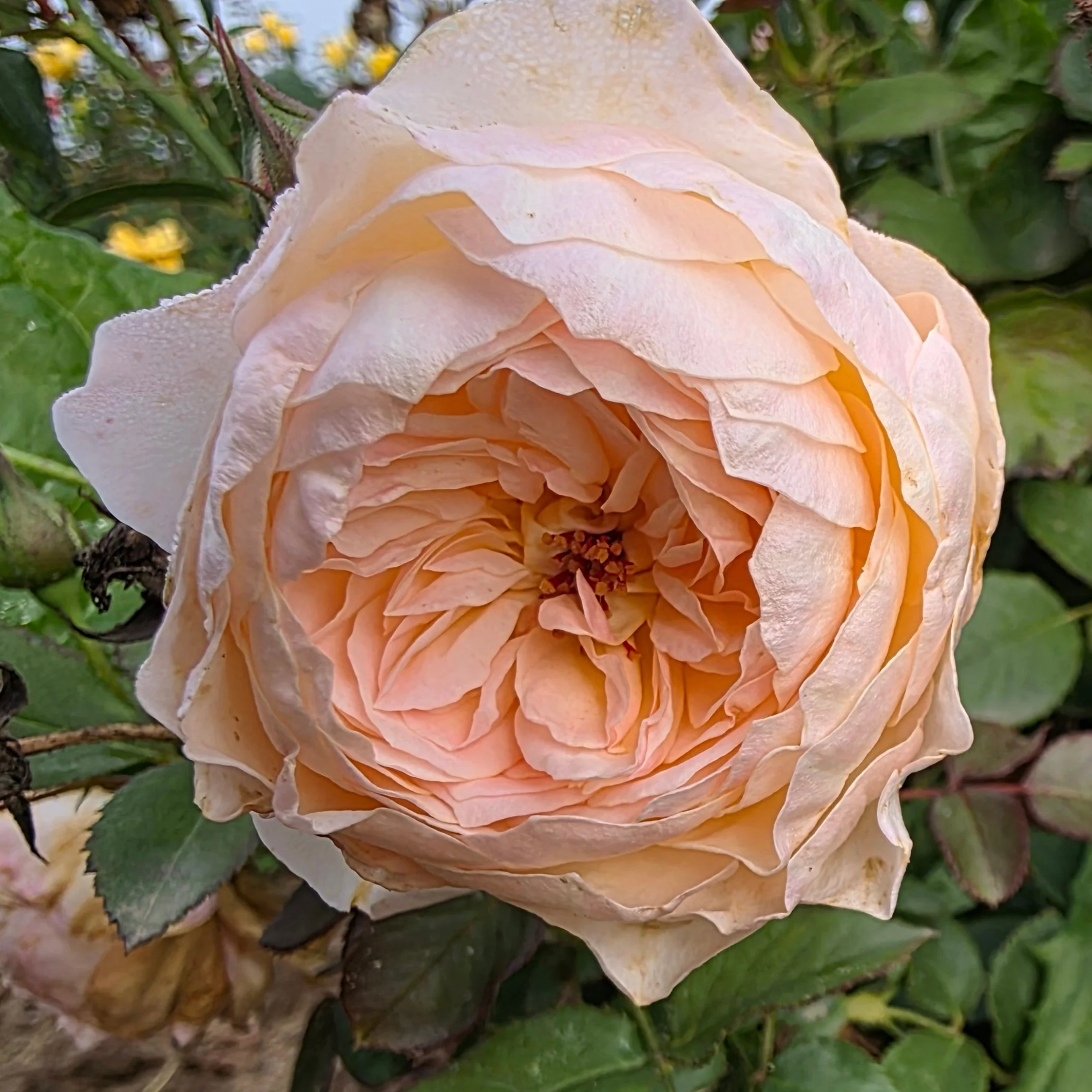 Reflecting Glory™ Bare Root Rose Bush - Image 3