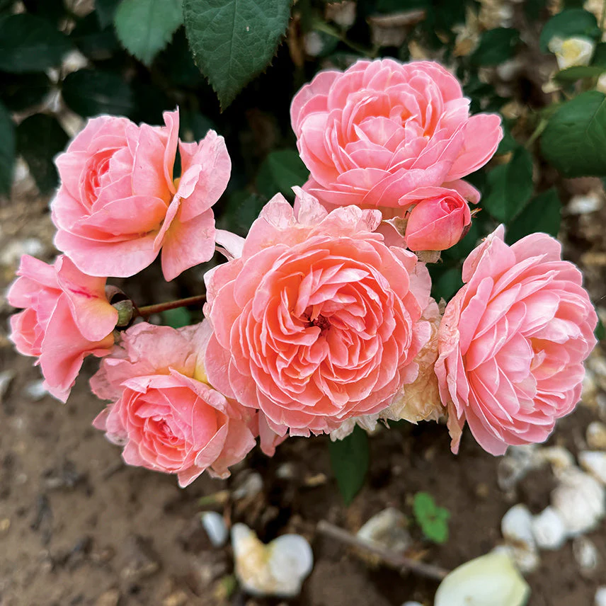 Reflecting Glory™ Bare Root Rose Bush - Image 4