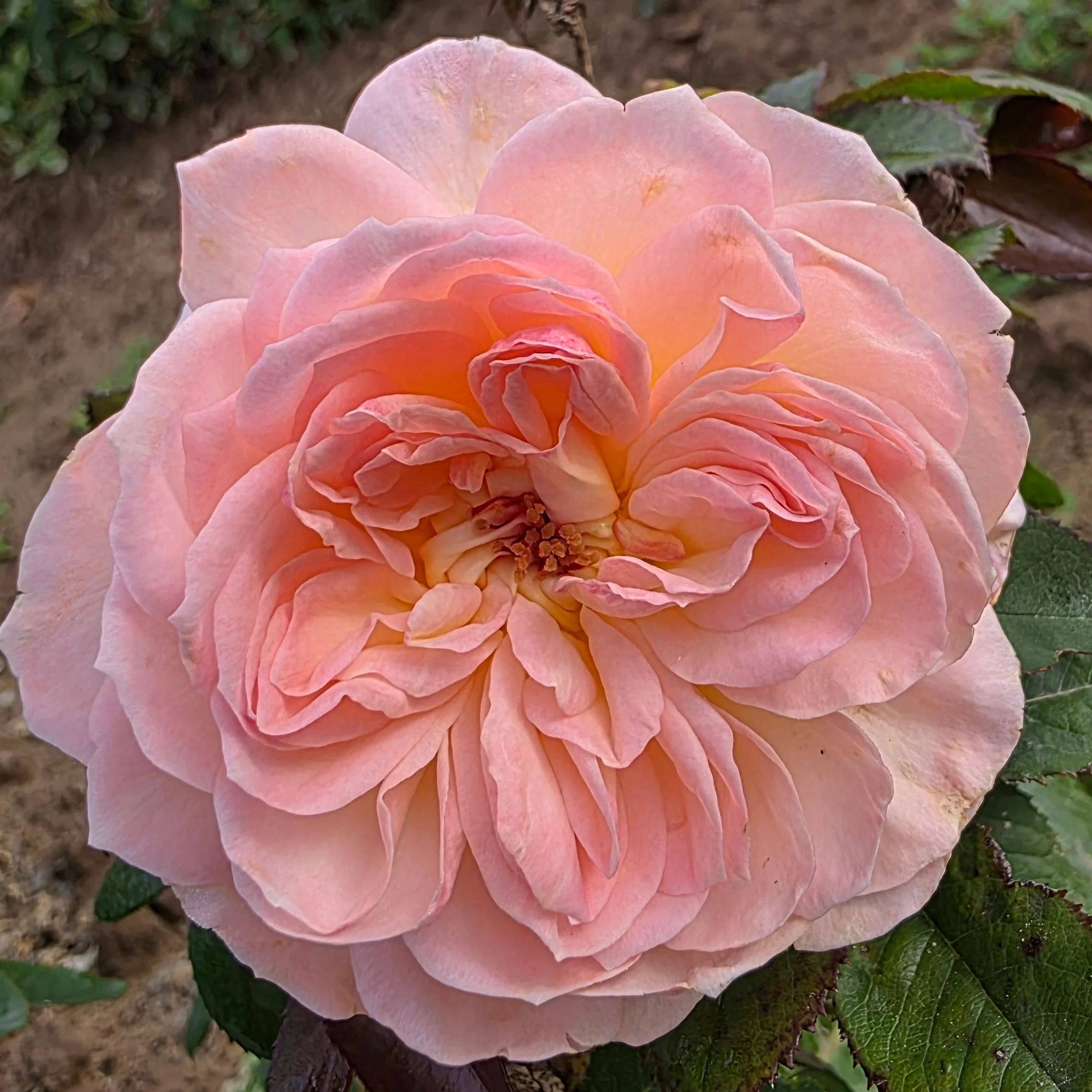 Reflecting Glory™ Bare Root Rose Bush - Image 5