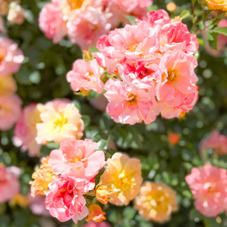 Apricot Drift® Potted Rose Bush - Image 3