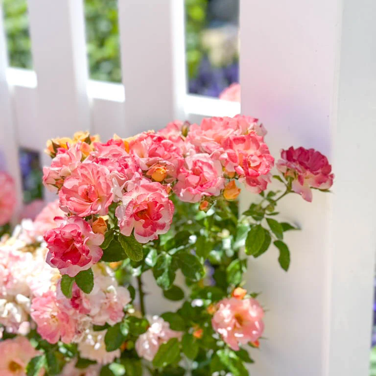 Apricot Drift® Potted Rose Bush - Image 5