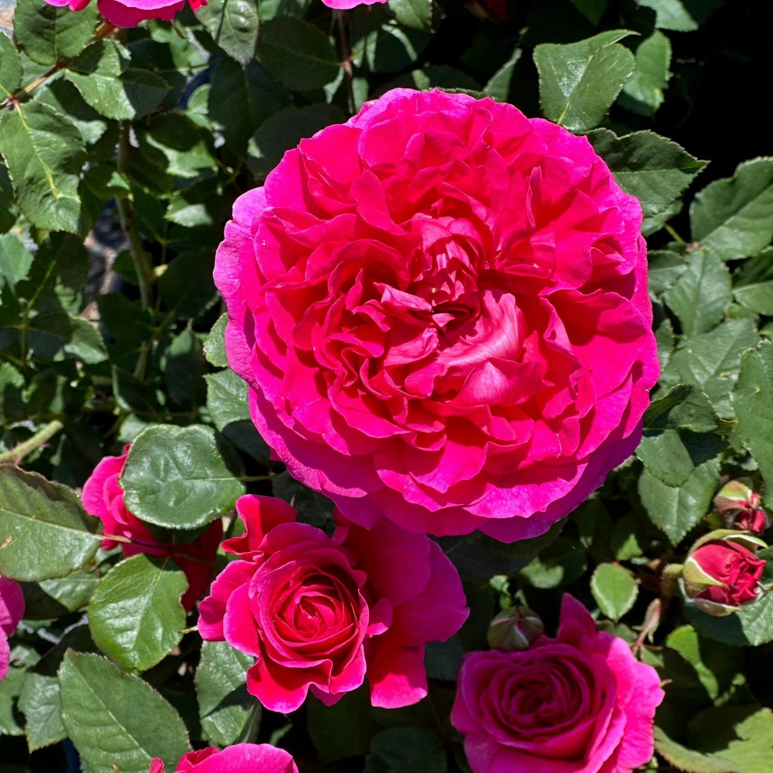 David Austin® Gabriel Oak Potted Rose Bush - Image 3
