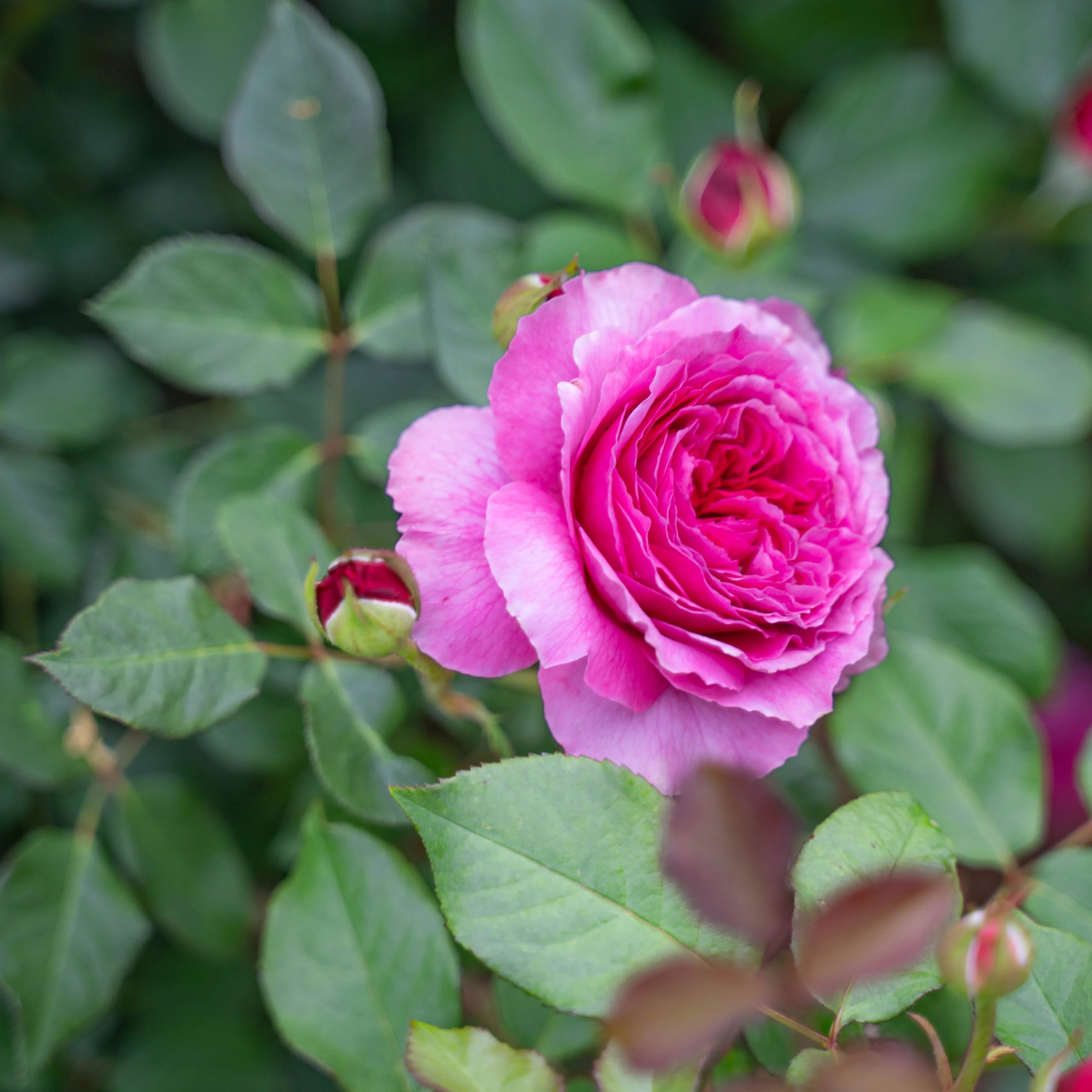 David Austin® Gabriel Oak Potted Rose Bush - Image 5