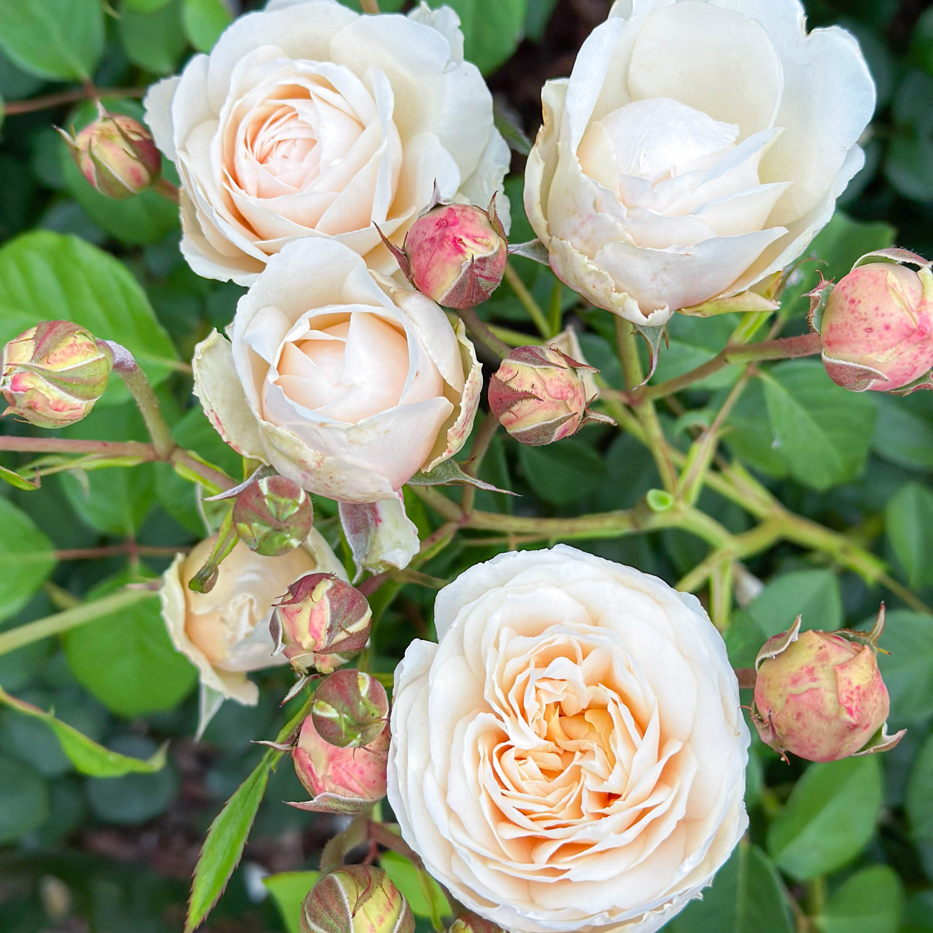 David Austin® Windermere Potted Rose Bush - Image 3