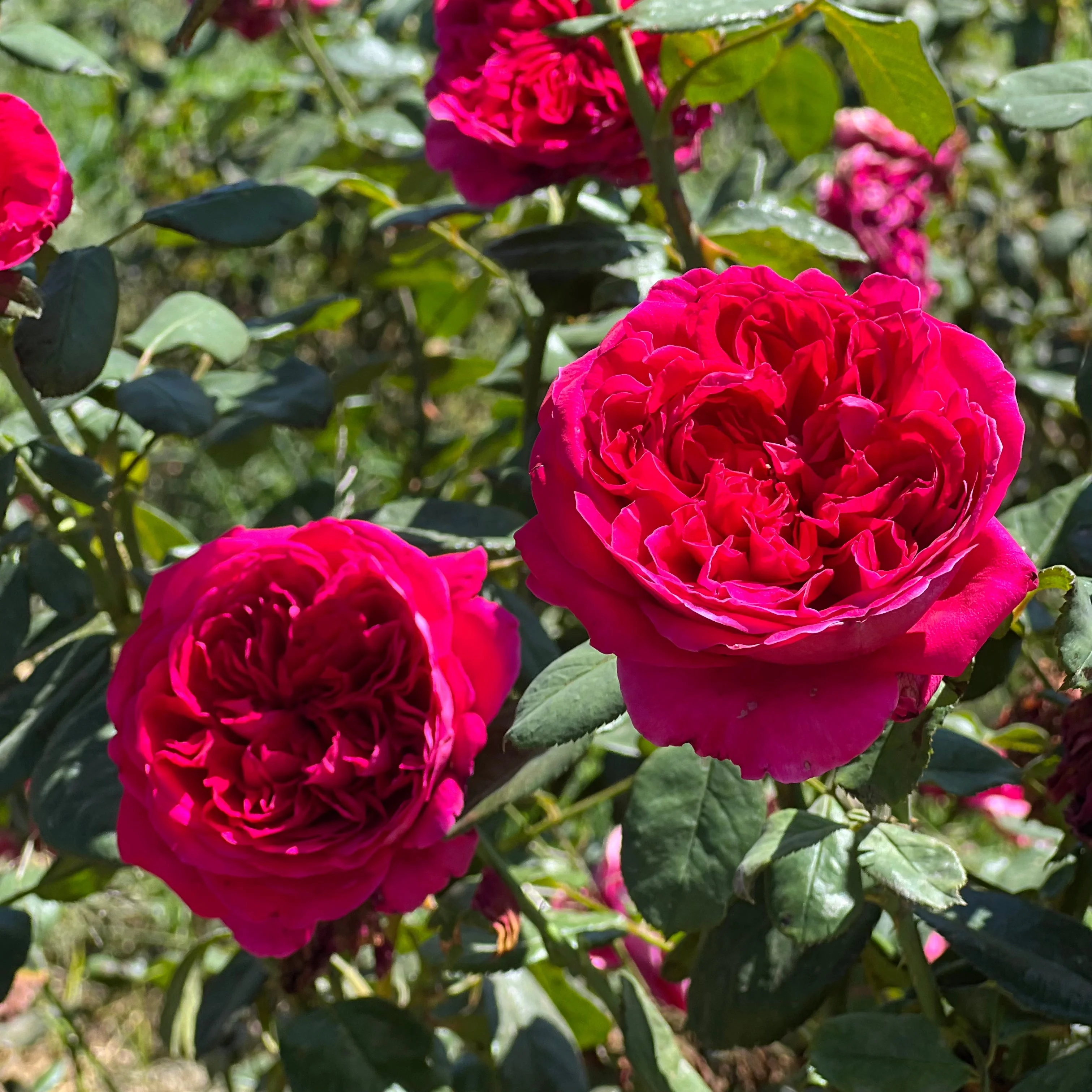 Rouge Royale ™ Bare Root Rose Bush - Image 3