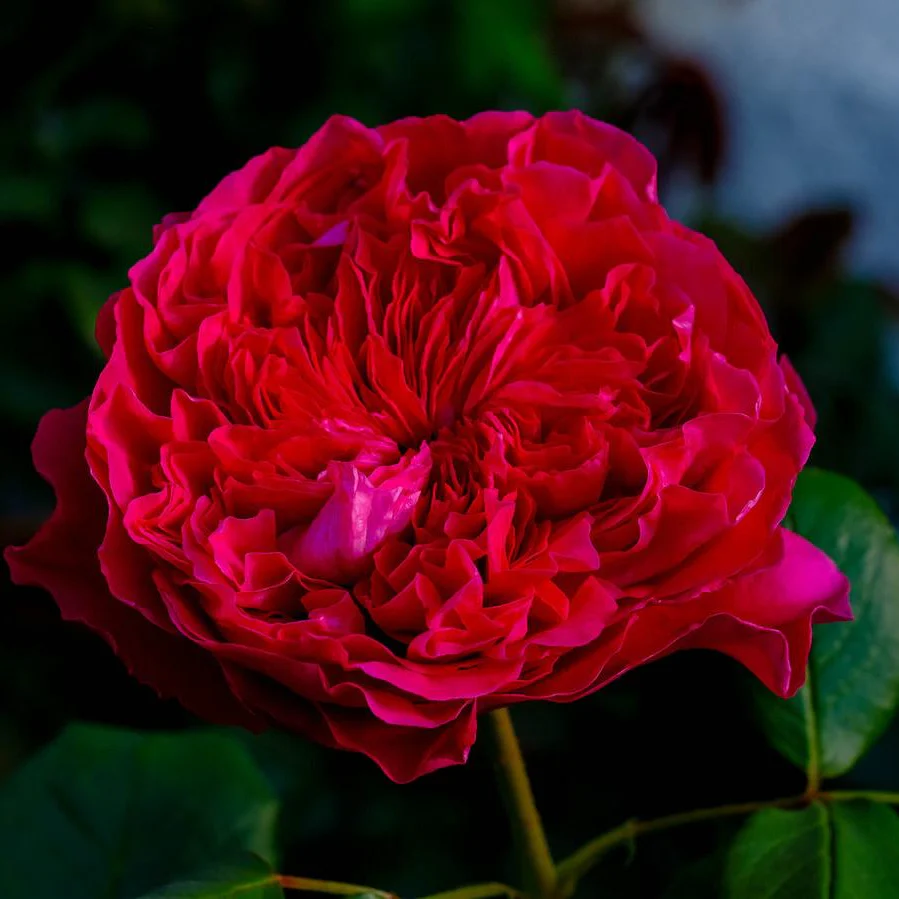 Rouge Royale ™ Bare Root Rose Bush - Image 4
