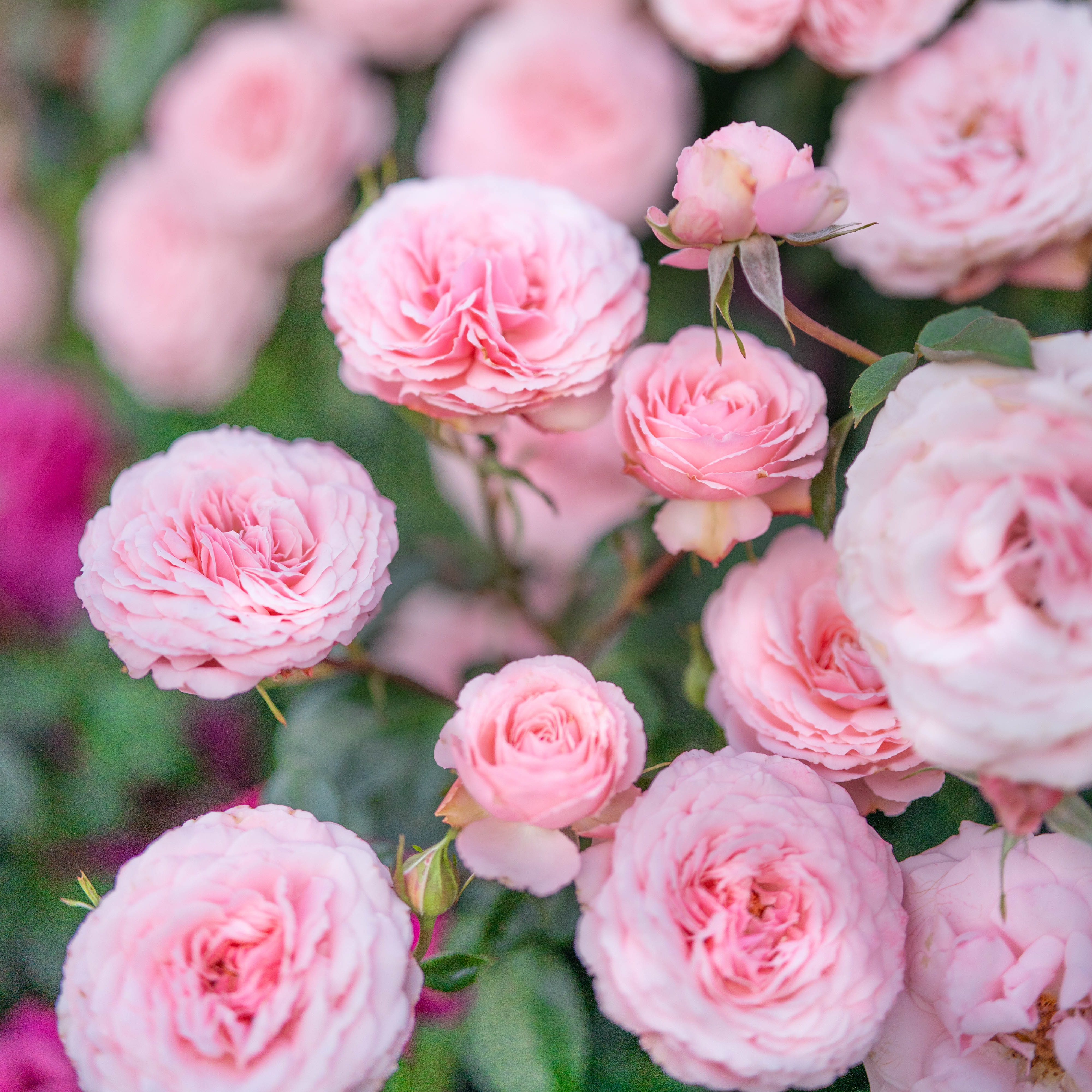 Sexy Rexy®  Potted Rose Bush - Image 3