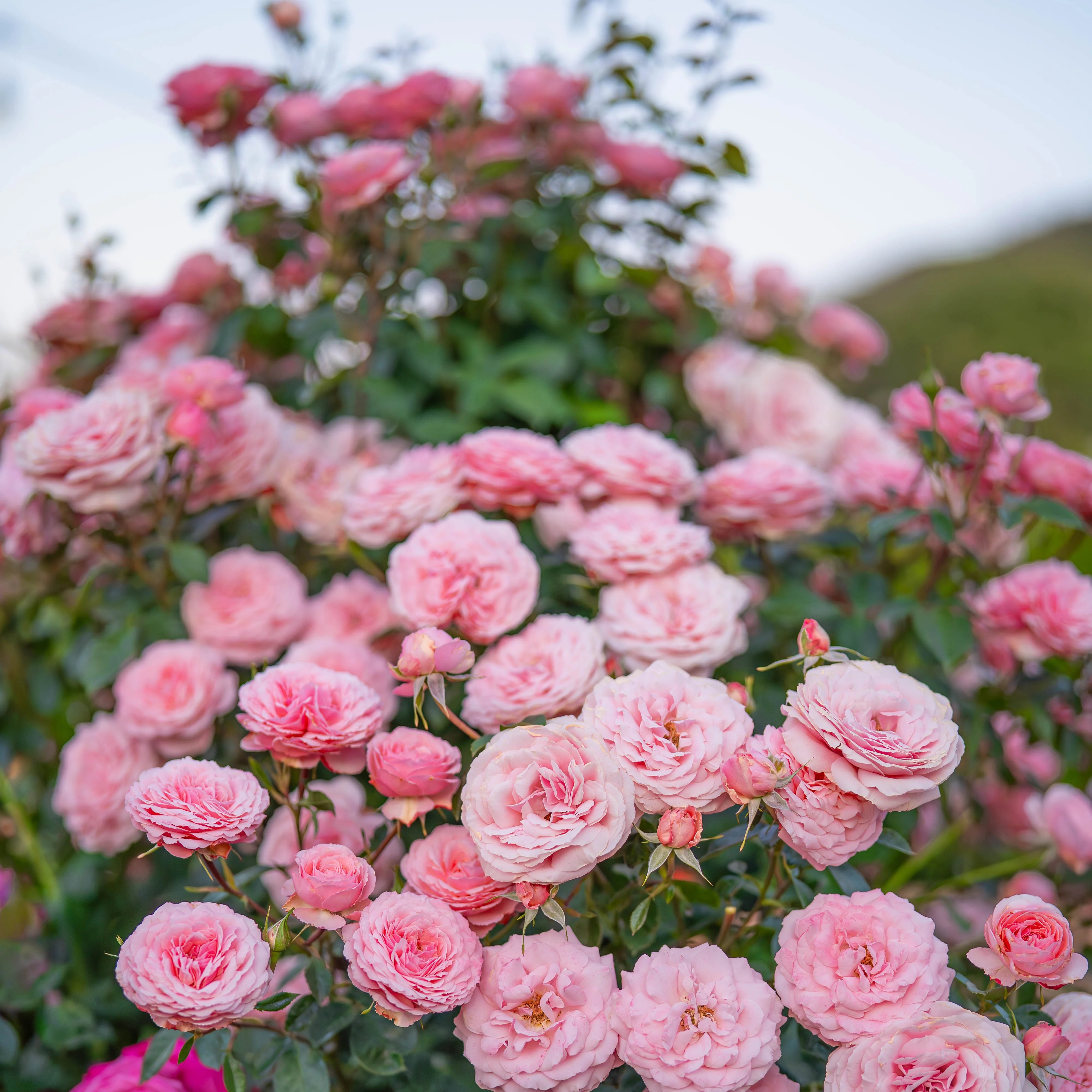 Sexy Rexy®  Potted Rose Bush - Image 4