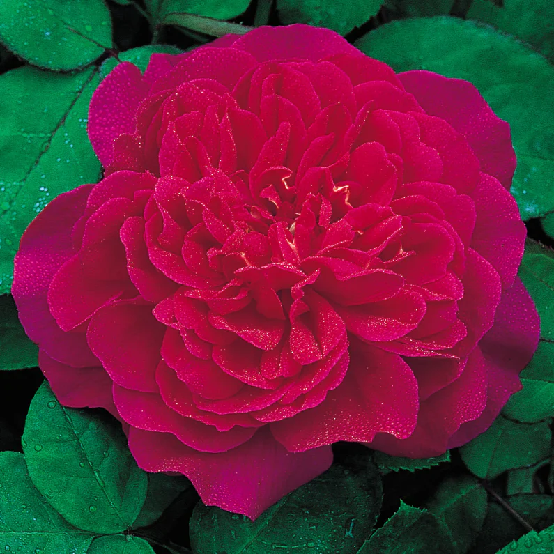 David Austin® Sophy’s Rose Potted Rose Bush - Image 3